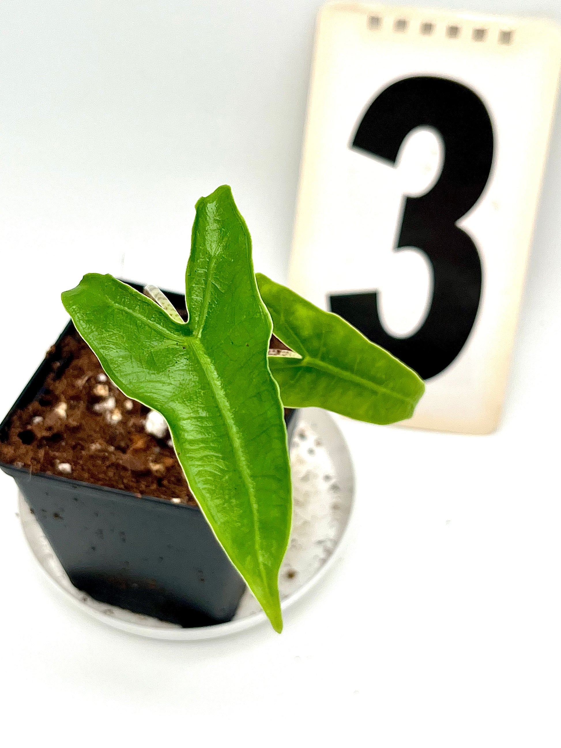 Alocasia Reticulata