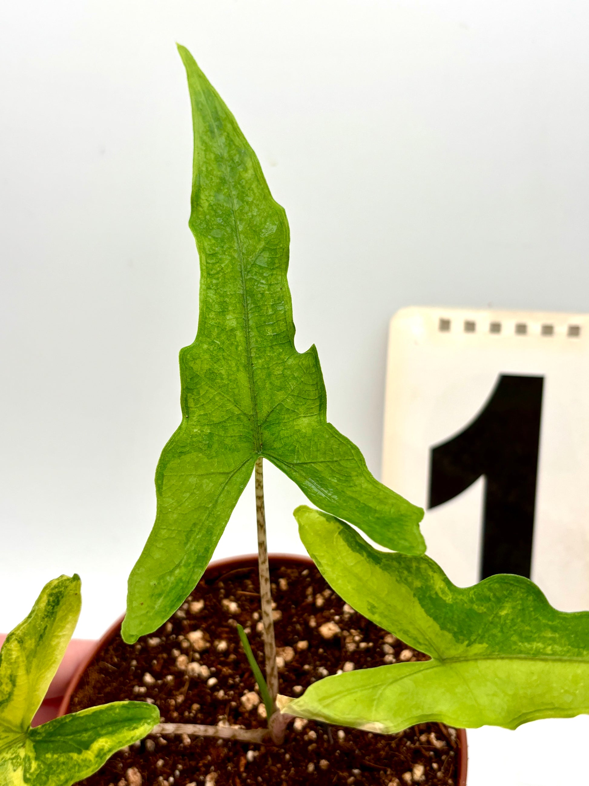 Alocasia Sabrina Variegata