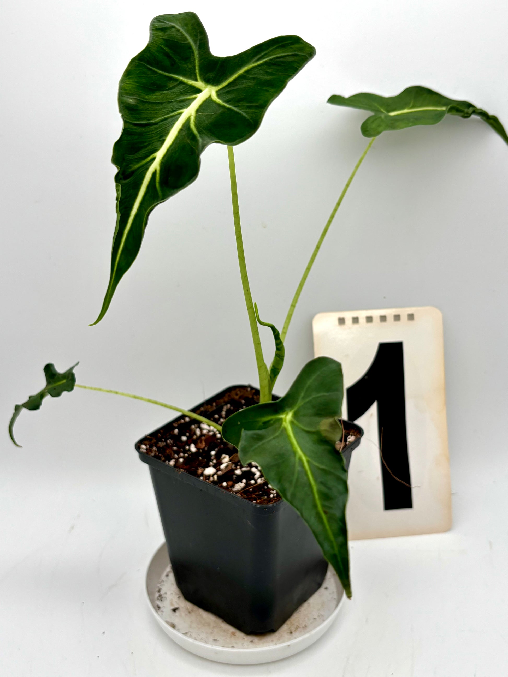 Alocasia Frydek Tattoo / Emerald Tide - Exotic-Flowers