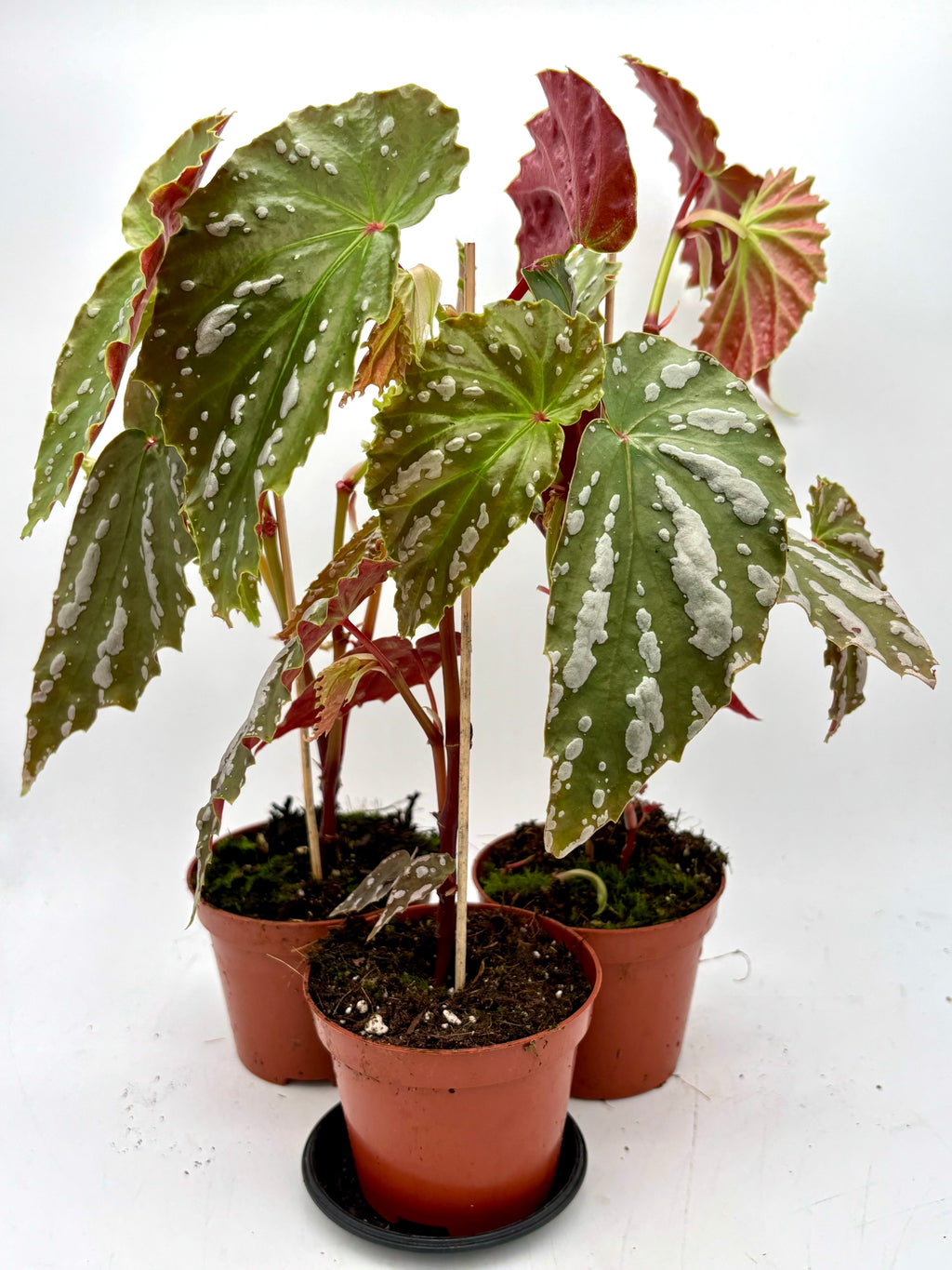 Begonia sp Sumatra