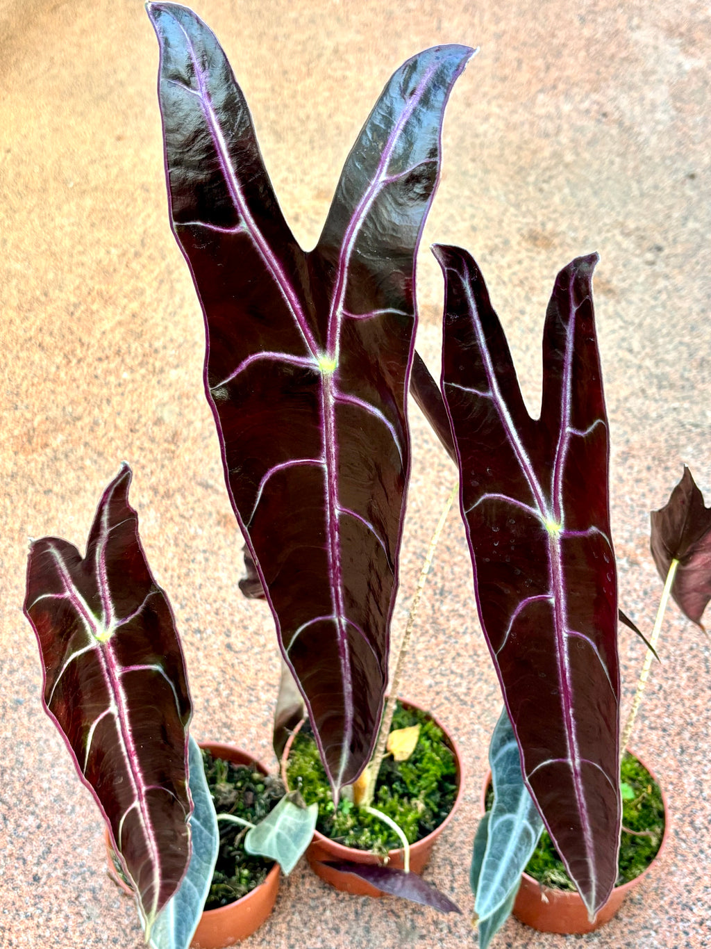 Alocasia Longiloba Purple - Exotic-Flowers