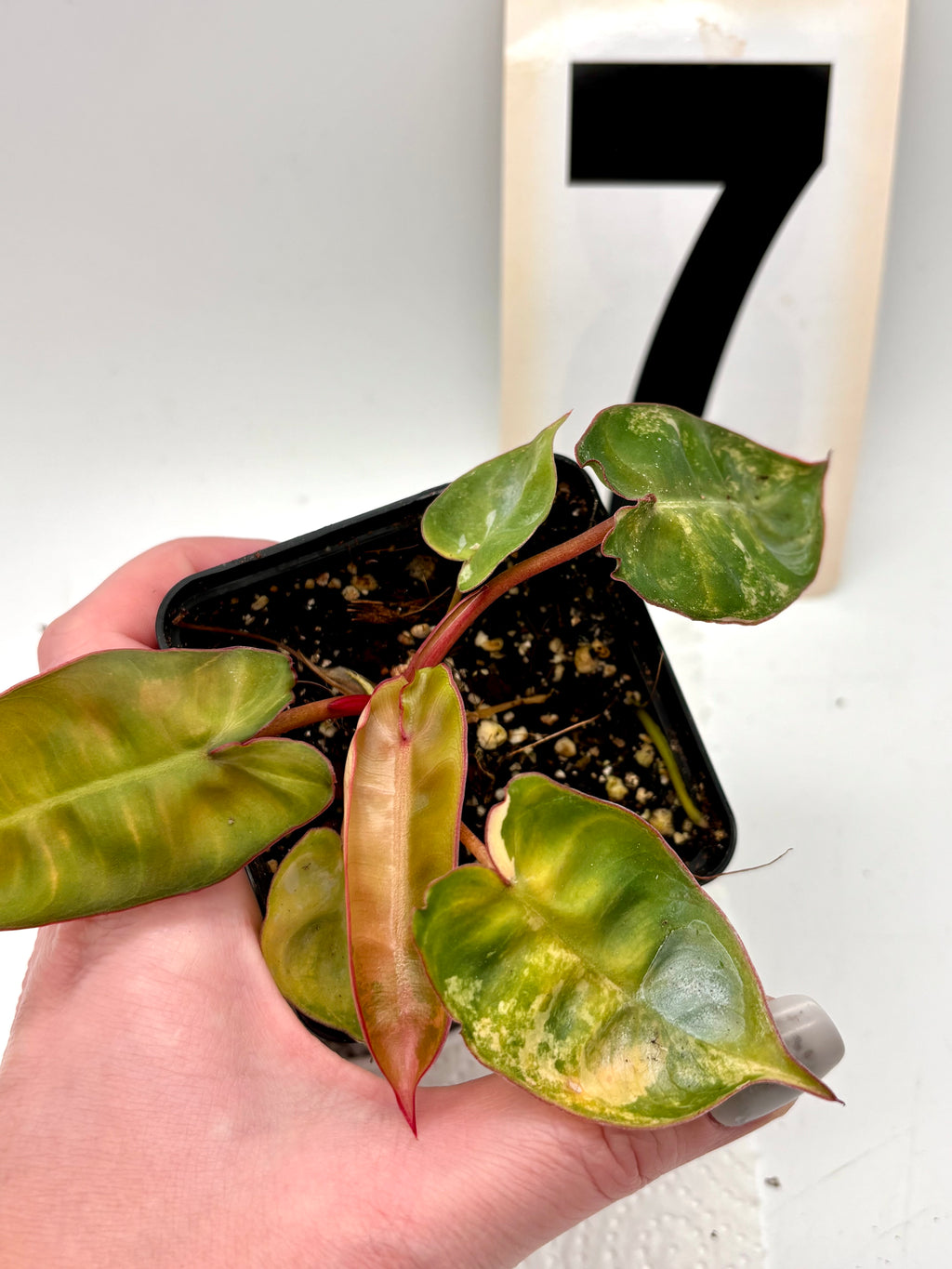 Philodendron Billietiae Variegata
