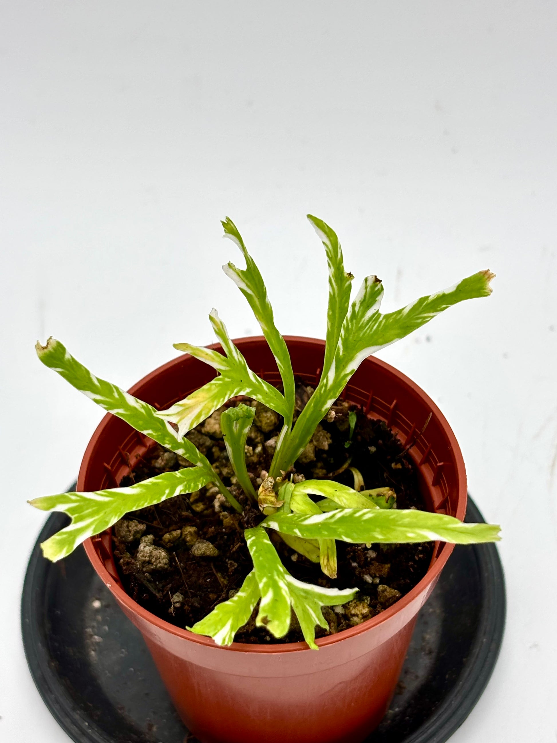 Asplenium Australasicum Variegata