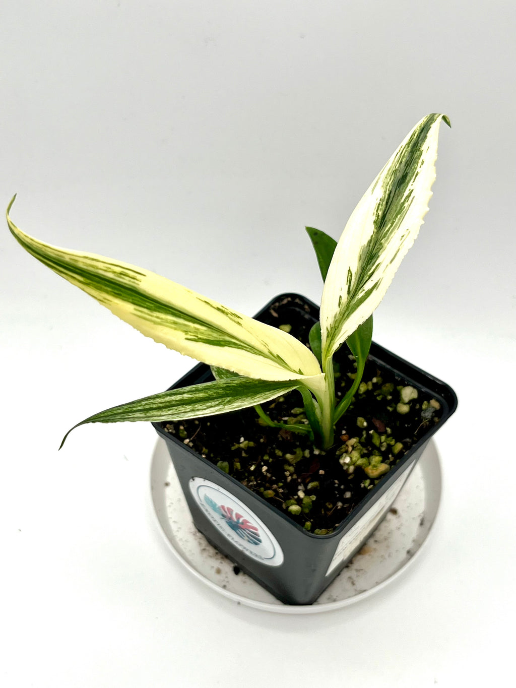 Epipremnum Amplissimum Variegata