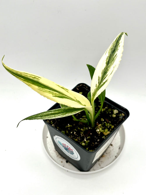 Epipremnum Amplissimum Variegata – Exotic-Flowers