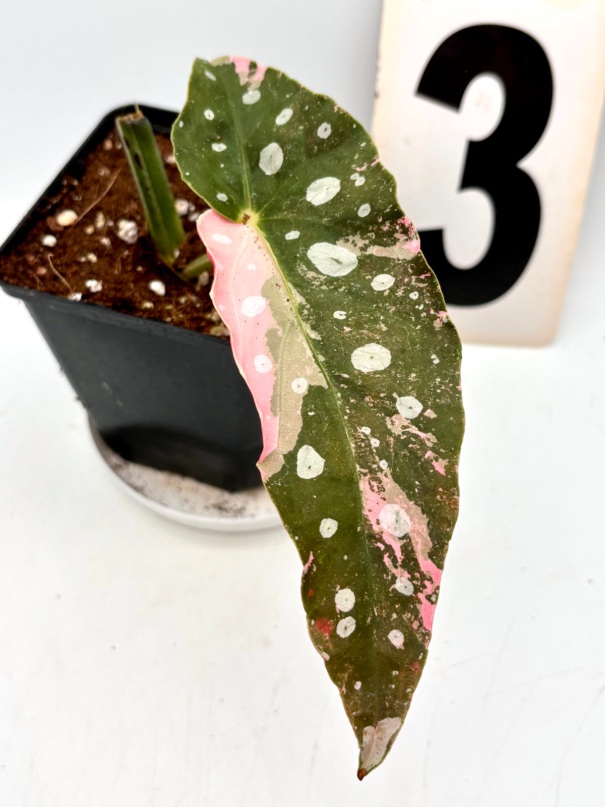 Begonia Maculata Pink Variegata