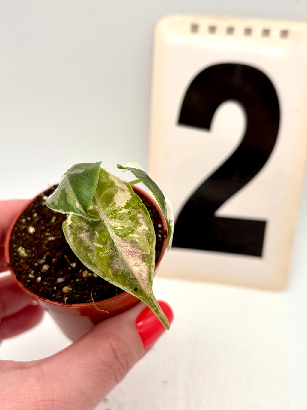 Alocasia Azlanii Variegata