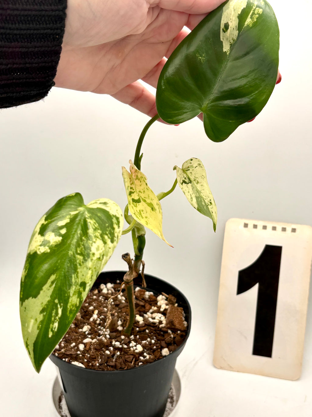 Philodendron Ilsemanii - Exotic-Flowers