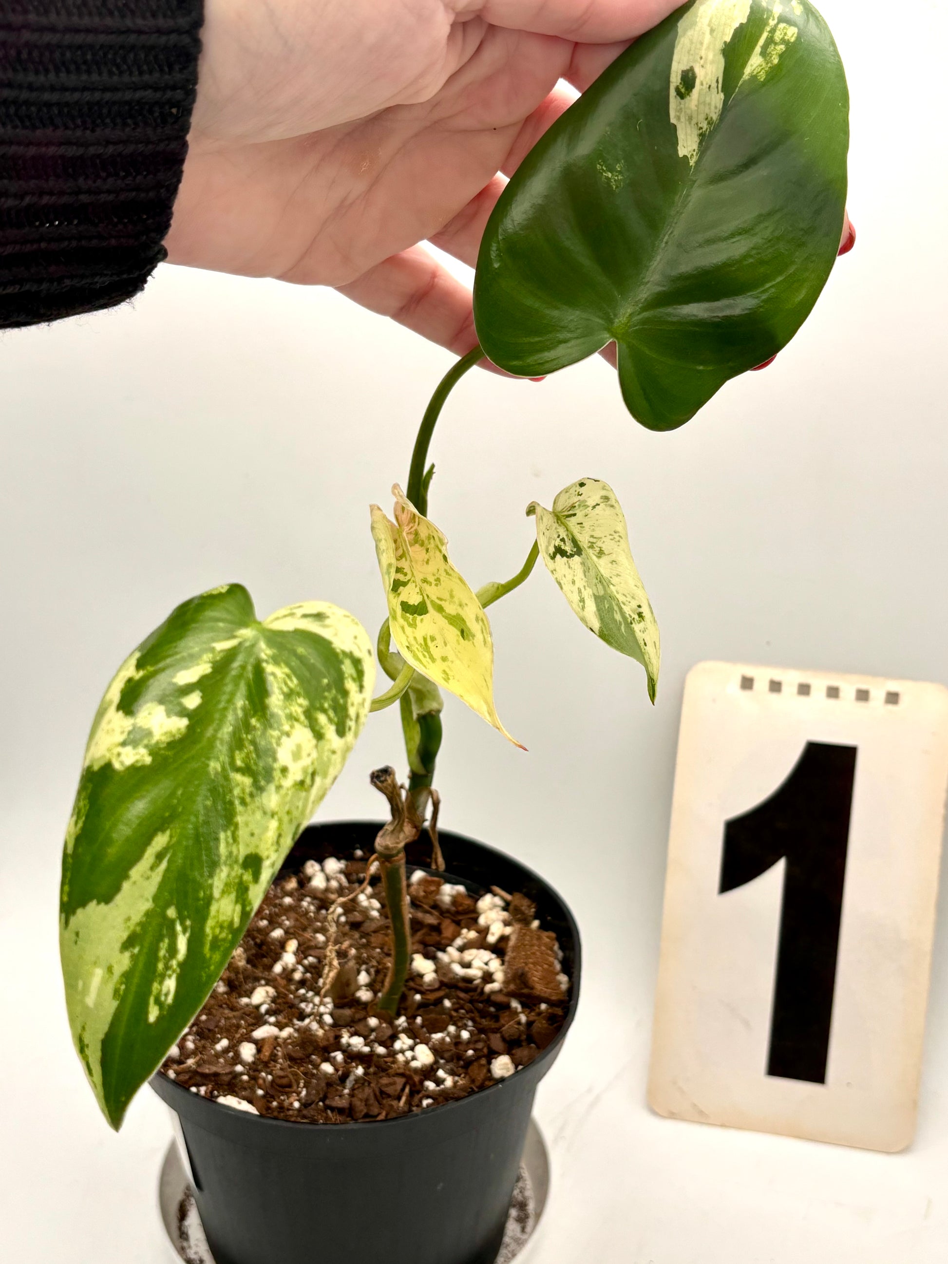 Philodendron Ilsemanii - Exotic-Flowers