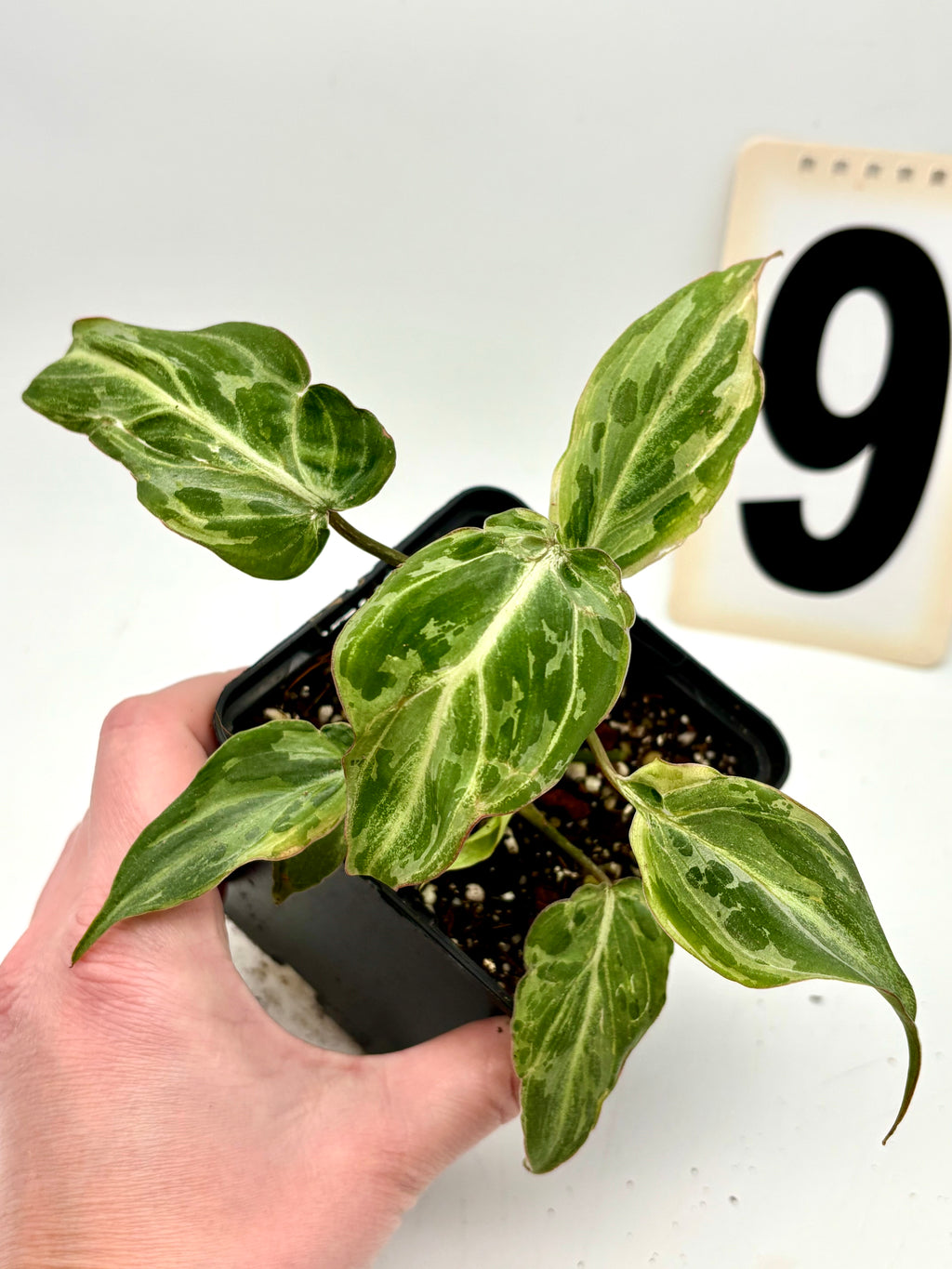 Philodendron Gloriosum Variegata / Snow Leopard