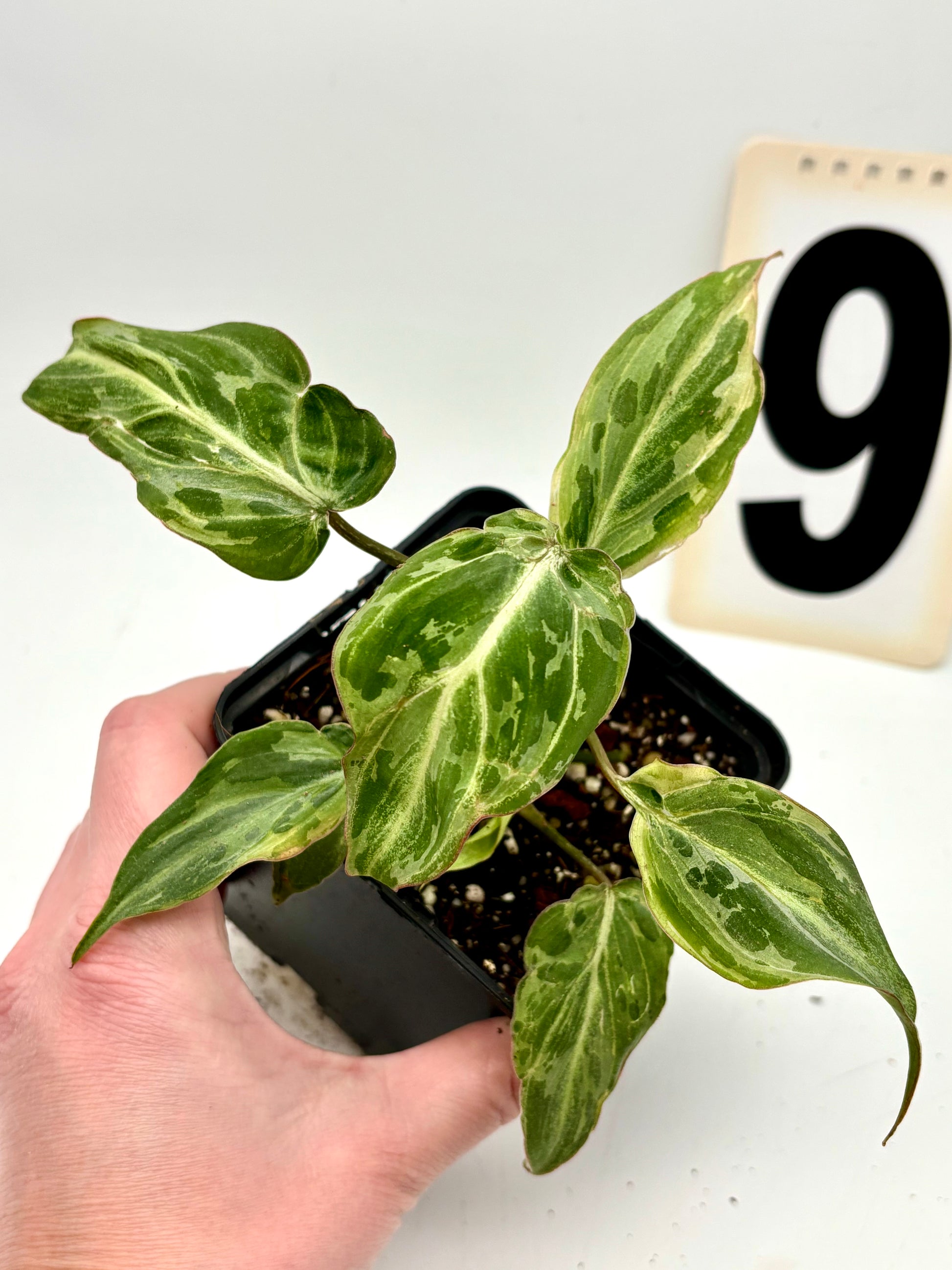 Philodendron Gloriosum Variegata / Snow Leopard