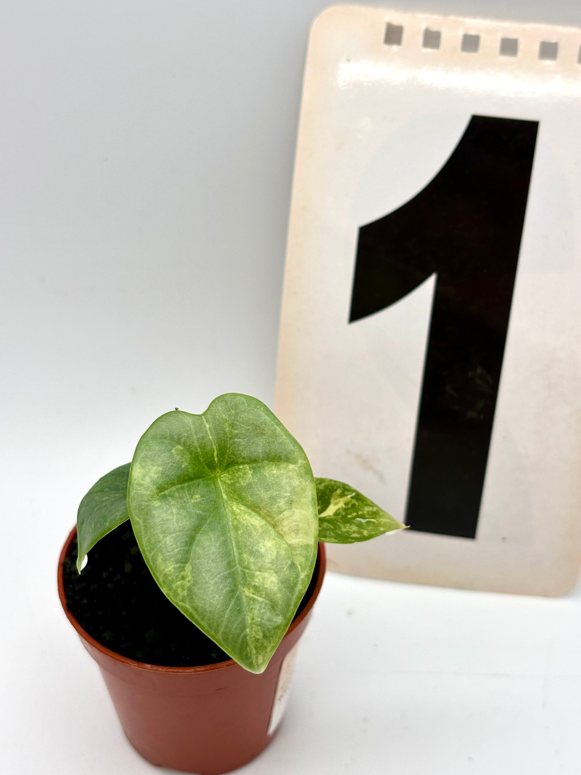 Alocasia Silver Dragon Aurea Variegata
