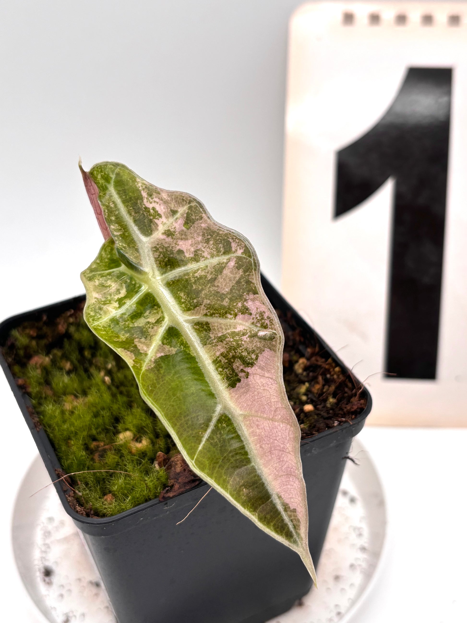 Alocasia Polly Variegata