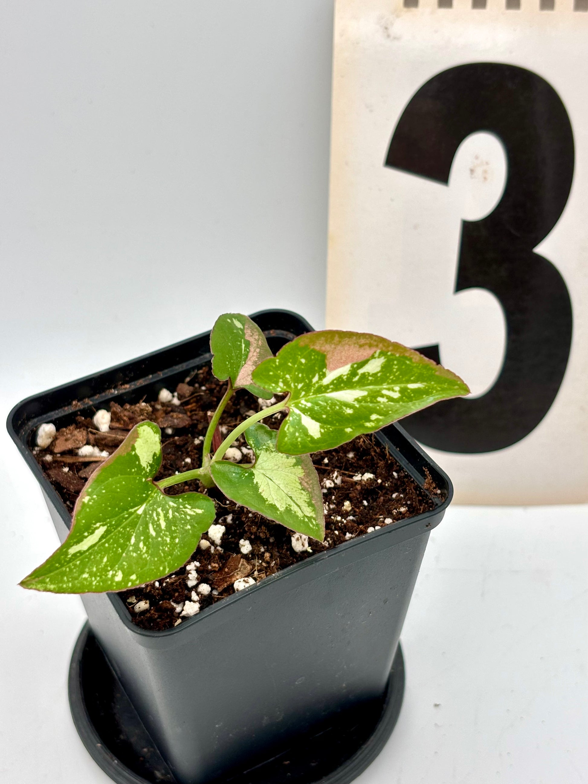 Syngonium Red Spot Tricolor