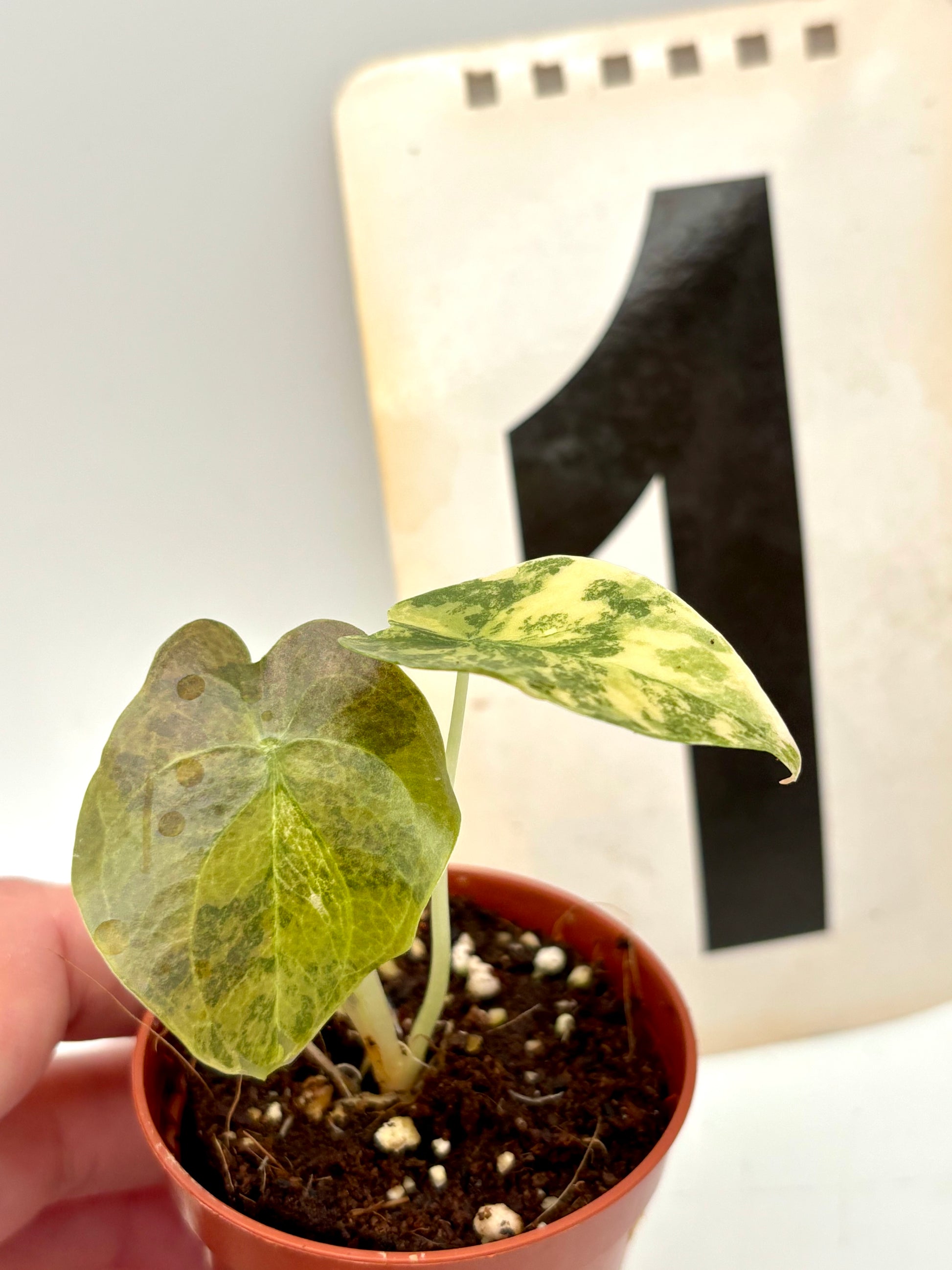 Alocasia Cuprea Golden Latte Variegata