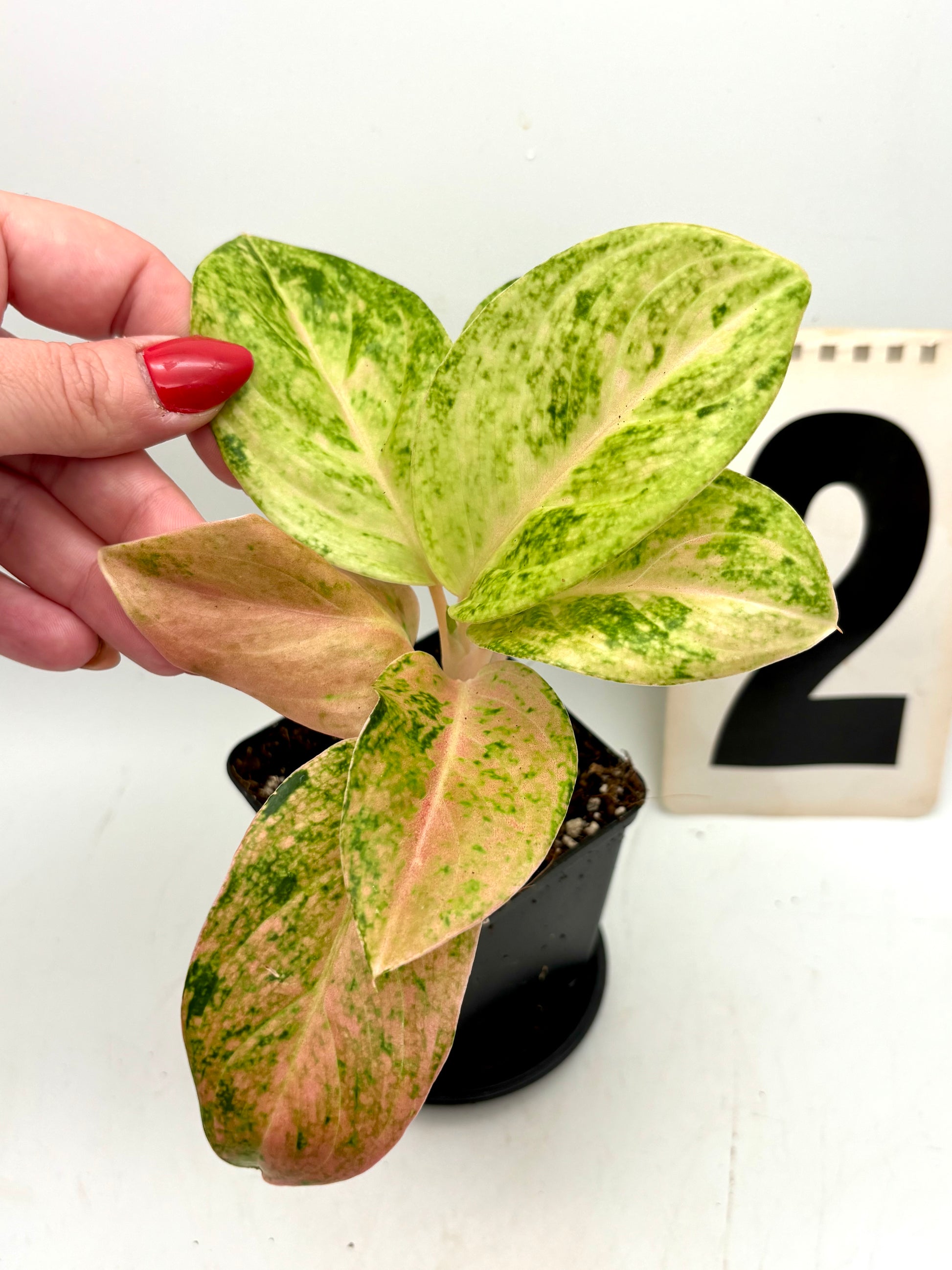 Aglaonema Pink Emerald