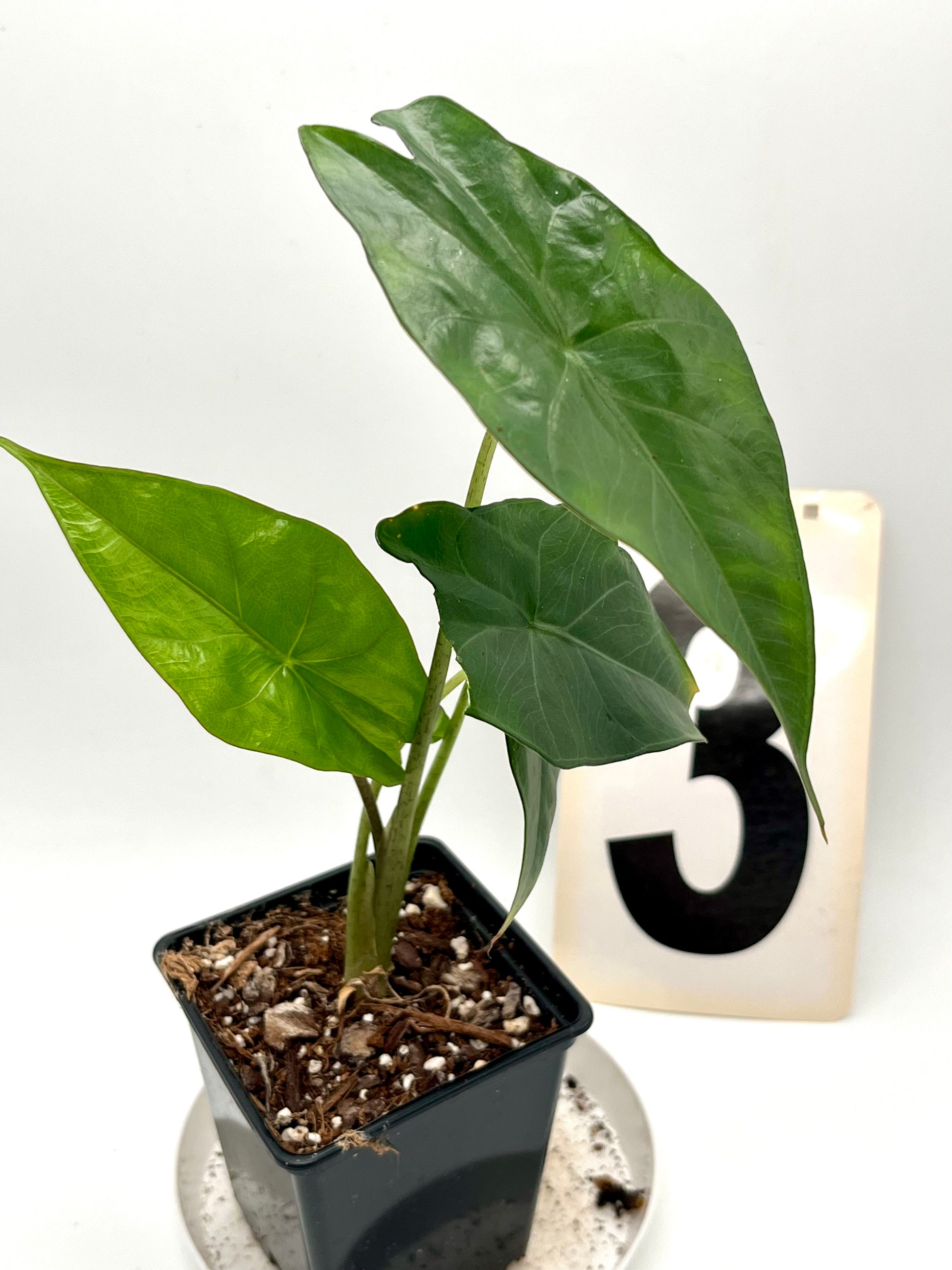 Alocasia Princeps