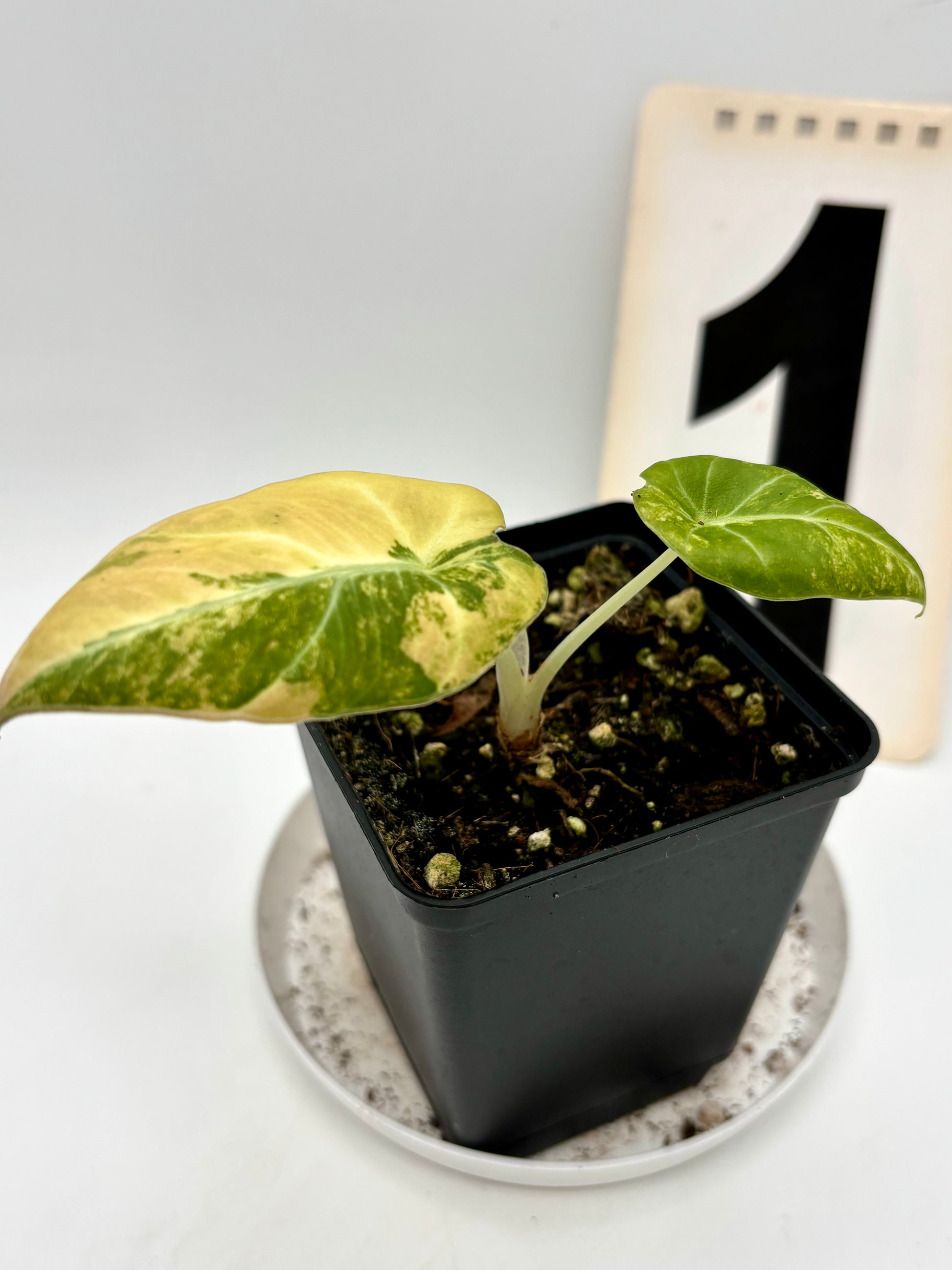 Alocasia Black Velvet Aurea Variegata