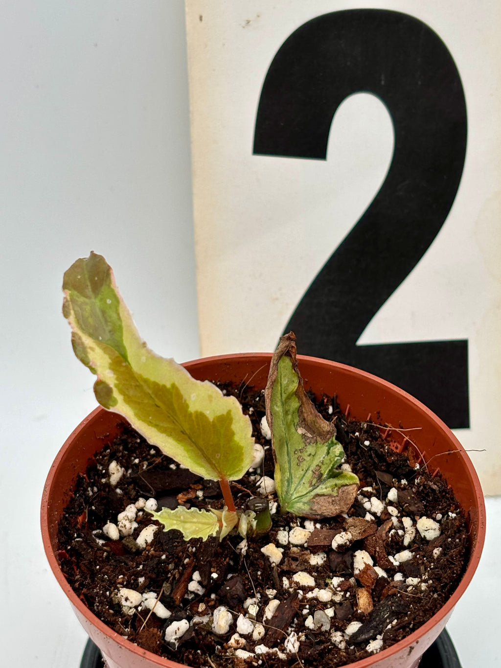 Begonia Dainty Spray Sport Variegata von Exotic-Flowers mit bunt gemusterten Blättern in Top-Ansicht