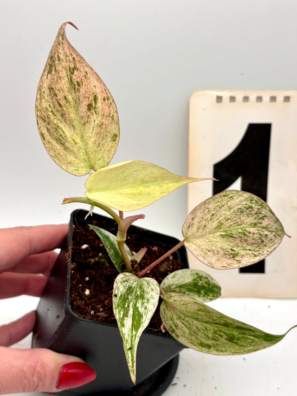 Philodendron Micans Pink Marble Variegata