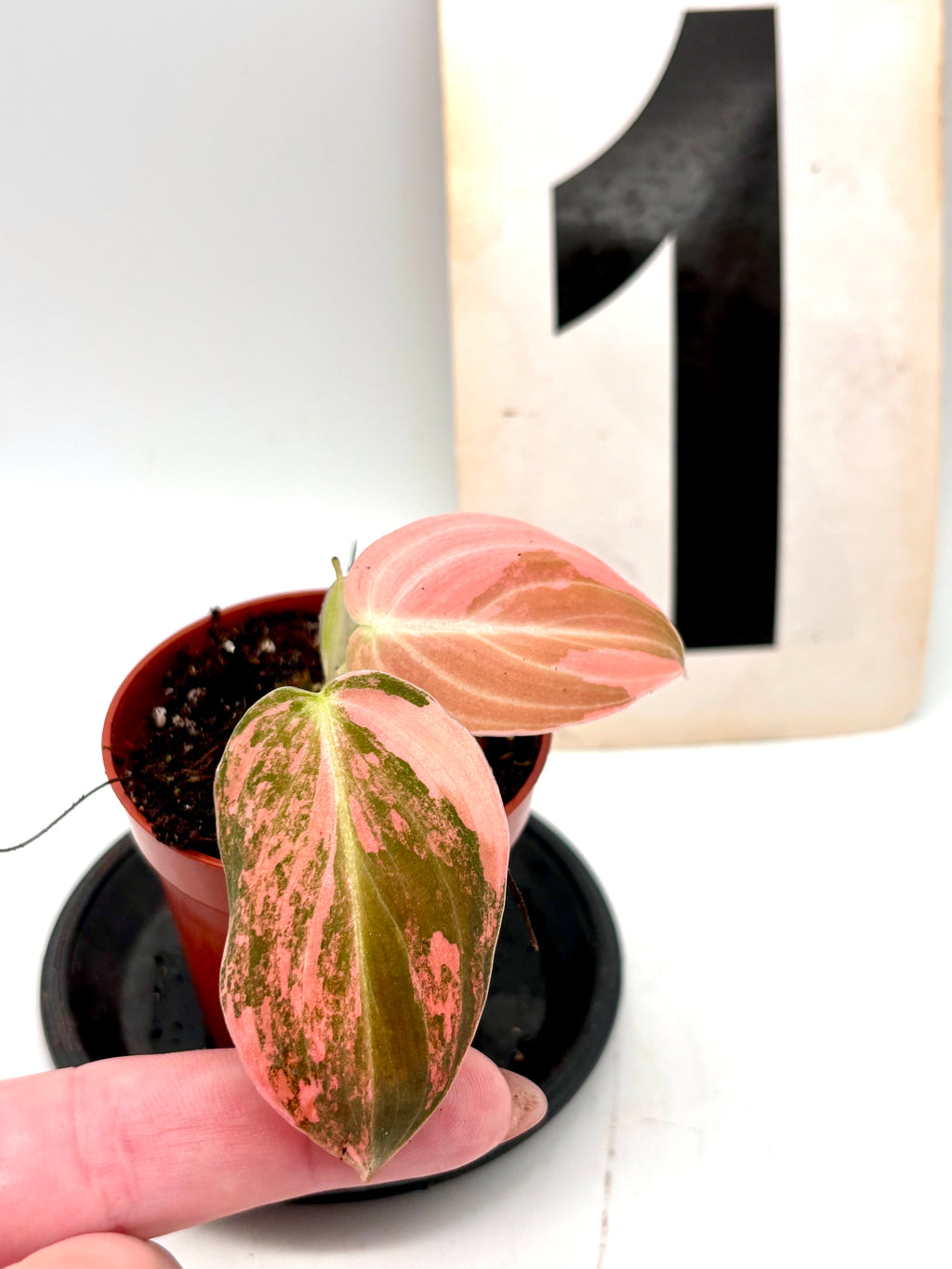Philodendron Melanochrysum Pink Variegata Pflanze mit grünen und rosa Blättern, exotisch und dekorativ, von Exotic-Flowers