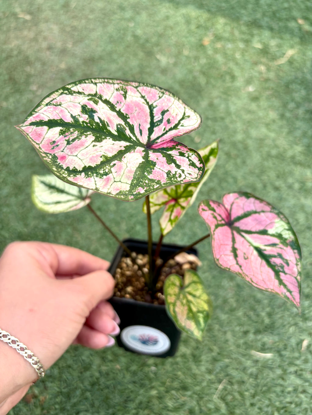 Caladium Zixia
