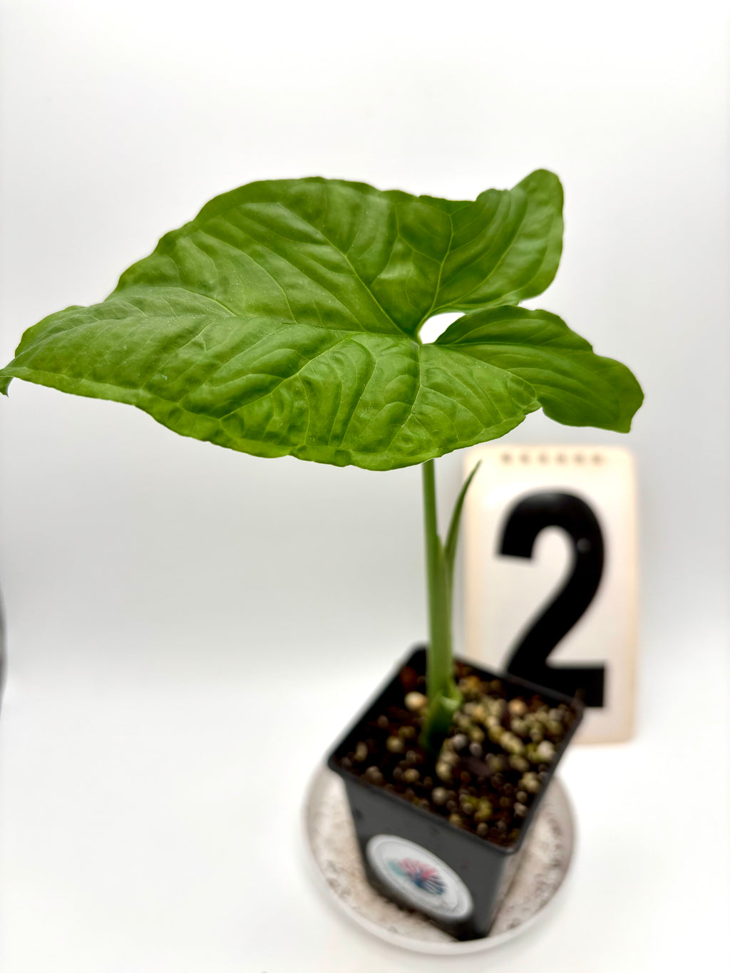 Syngonium Steyermarkii