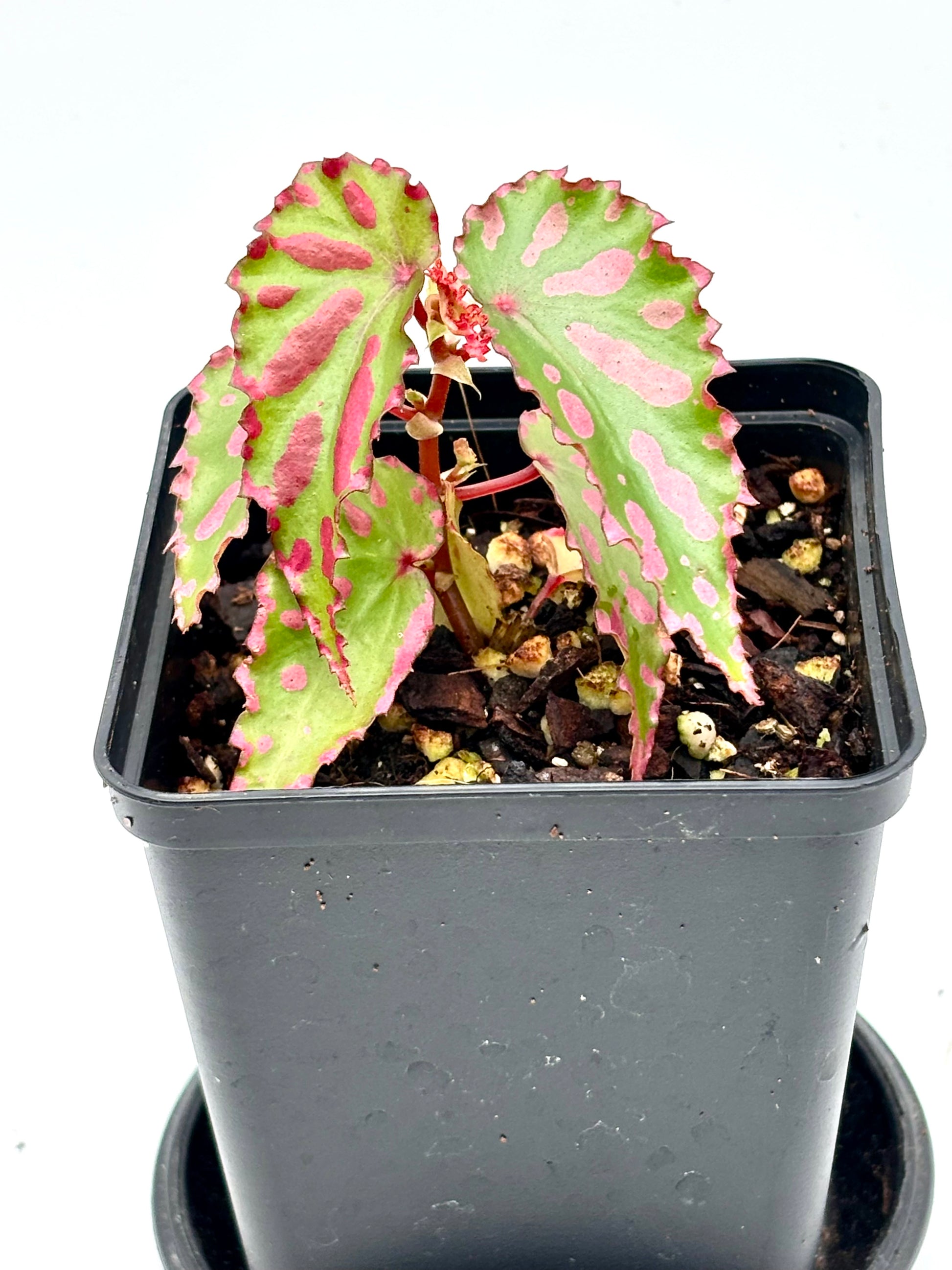 Rote Begonie Pink Lava von Exotic-Flowers mit grünen Blättern und auffälligen pinken Blüten, Nahaufnahme, detailreiche Blütenansicht
