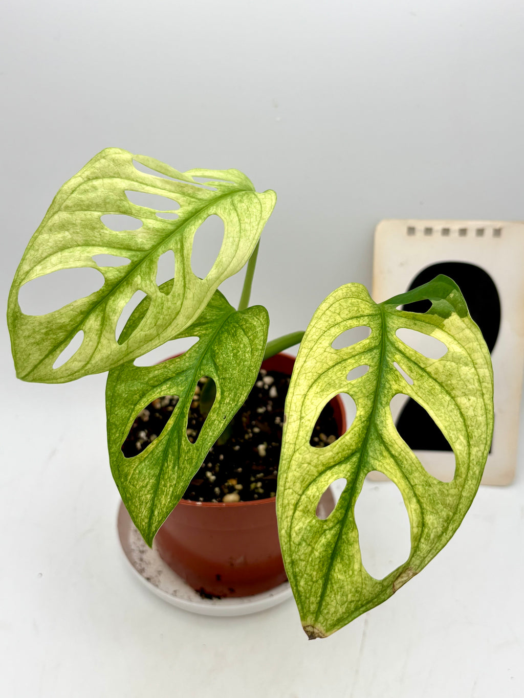 Monstera Adansonii Variegata