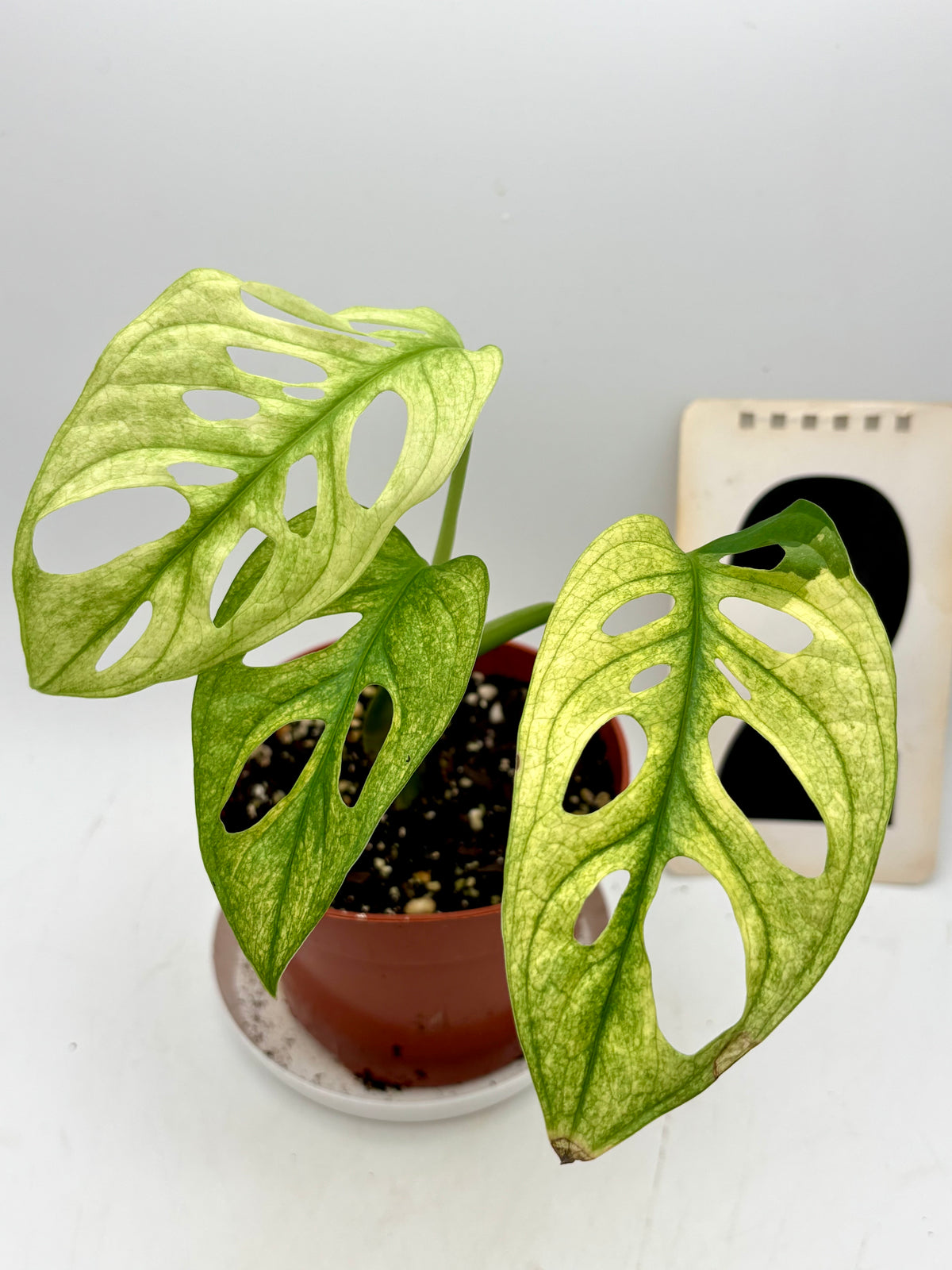 Monstera Adansonii Variegata