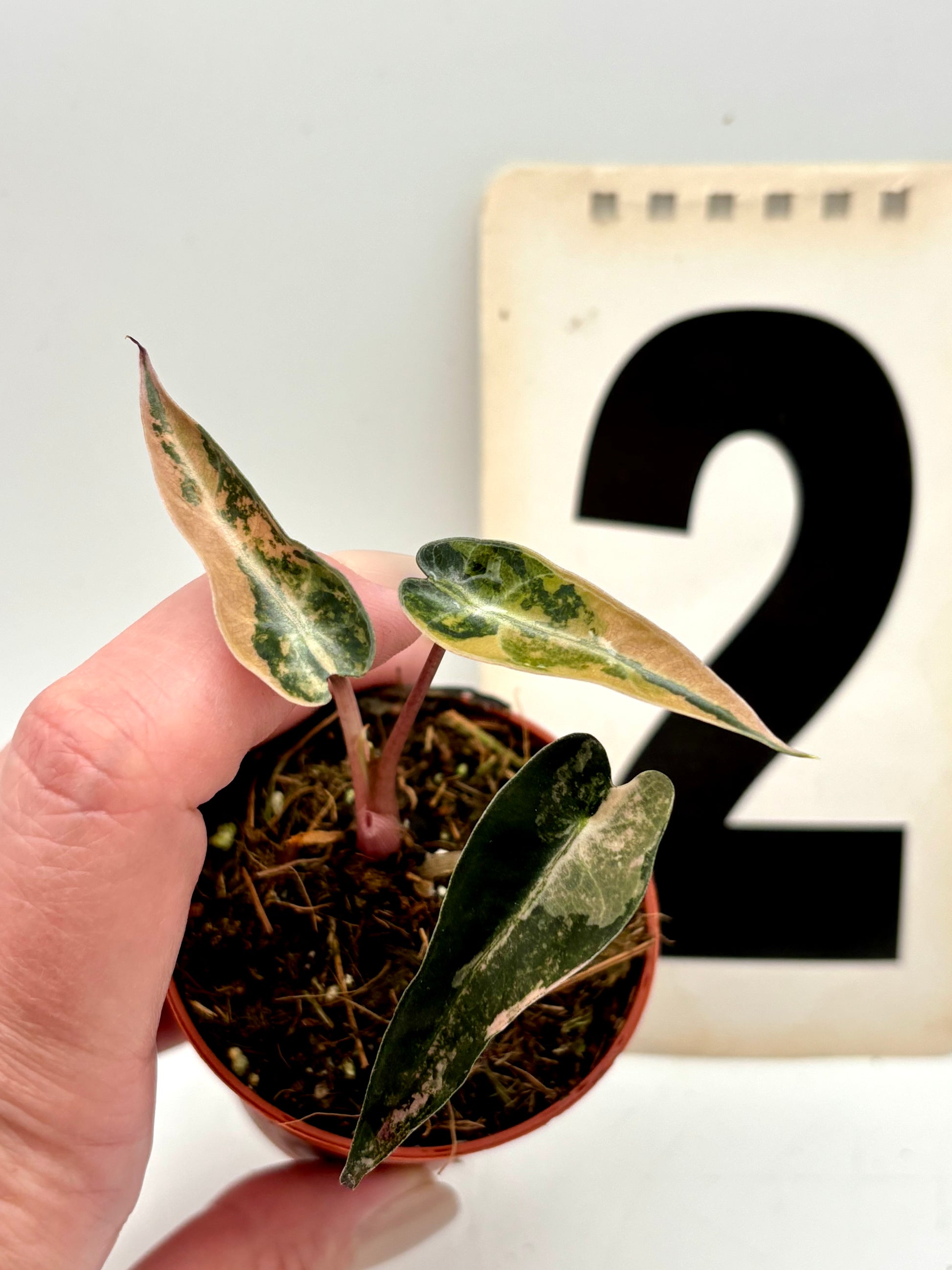 Alocasia Bambino Aurea Variegata