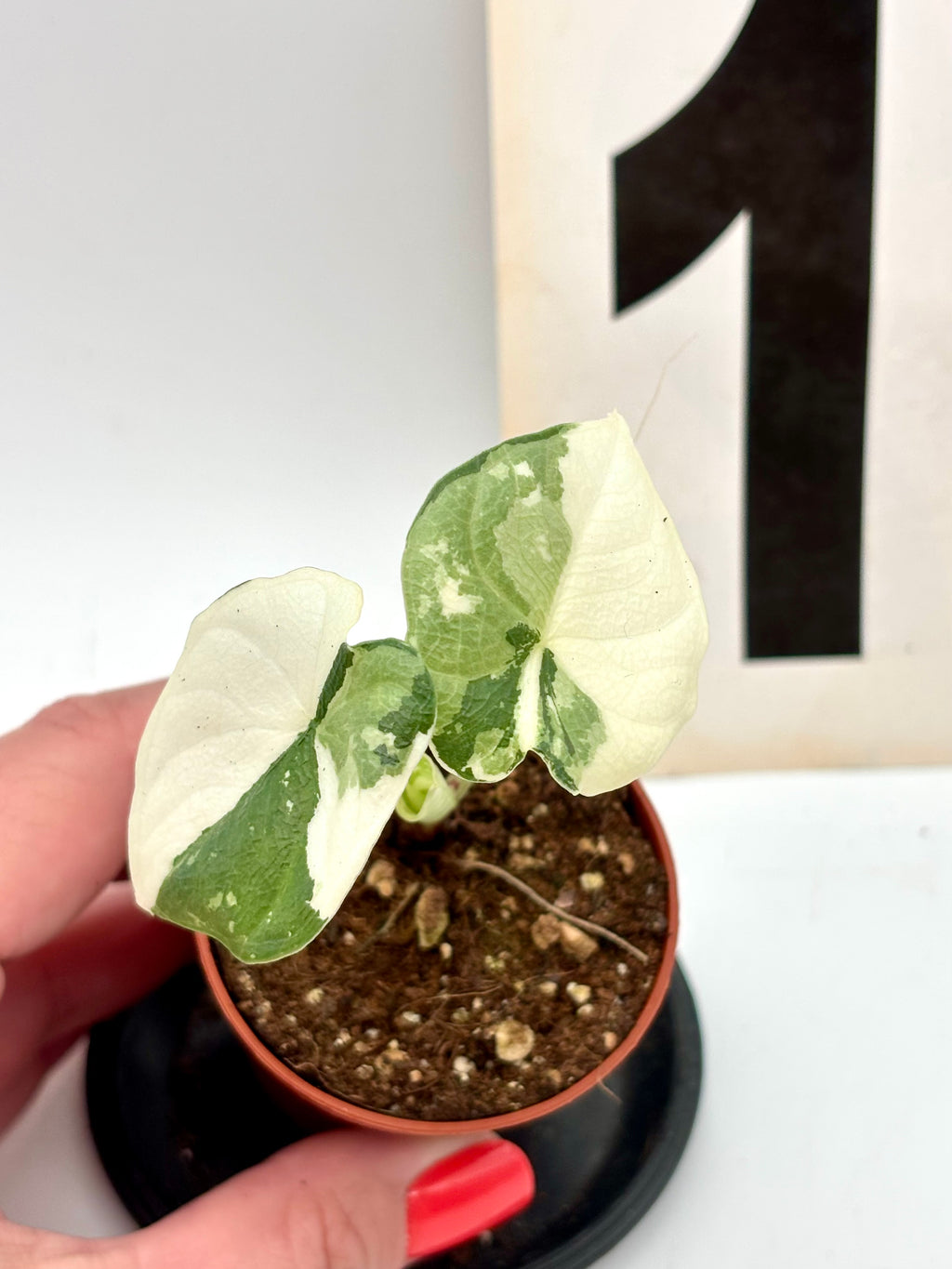 Alocasia Melo Albo Variegata von Exotic-Flowers, grüne Blätter mit weißen Variegationsmustern auf einer Topfpflanze.