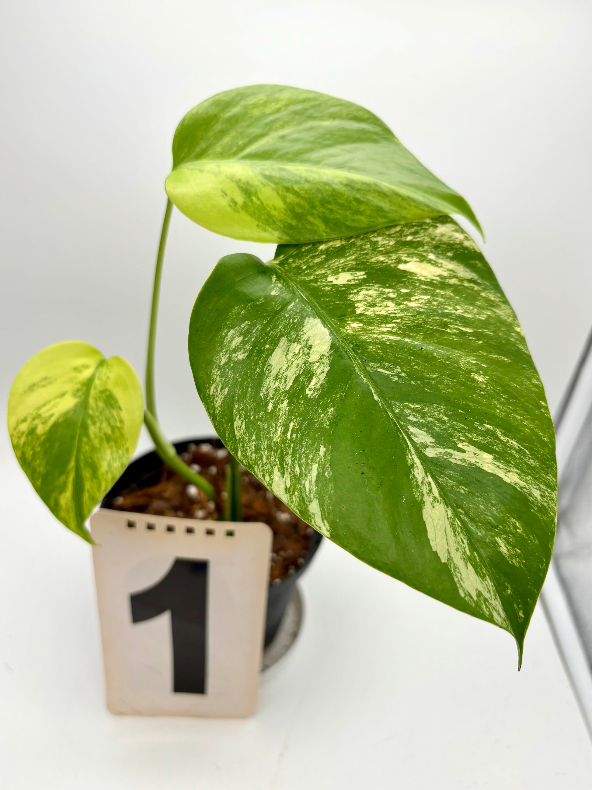 Monstera Aurea Variegata - Exotic-Flowers