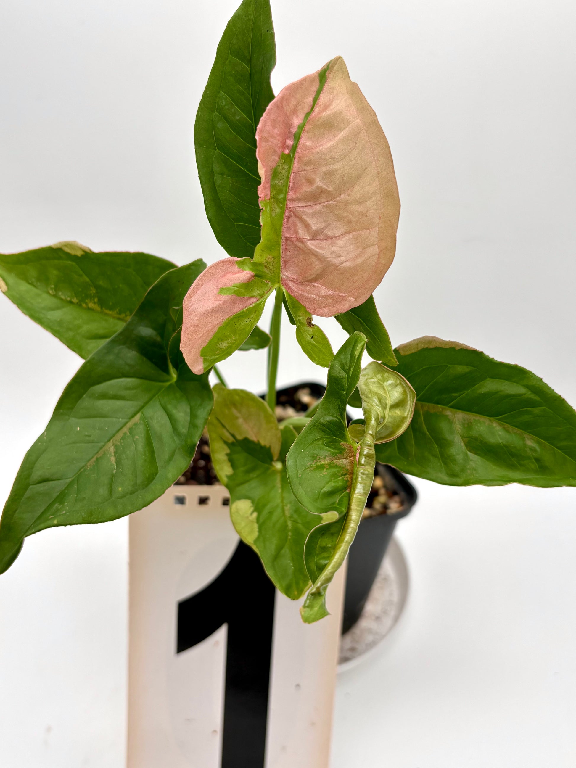 Syngonium Pink Beauty