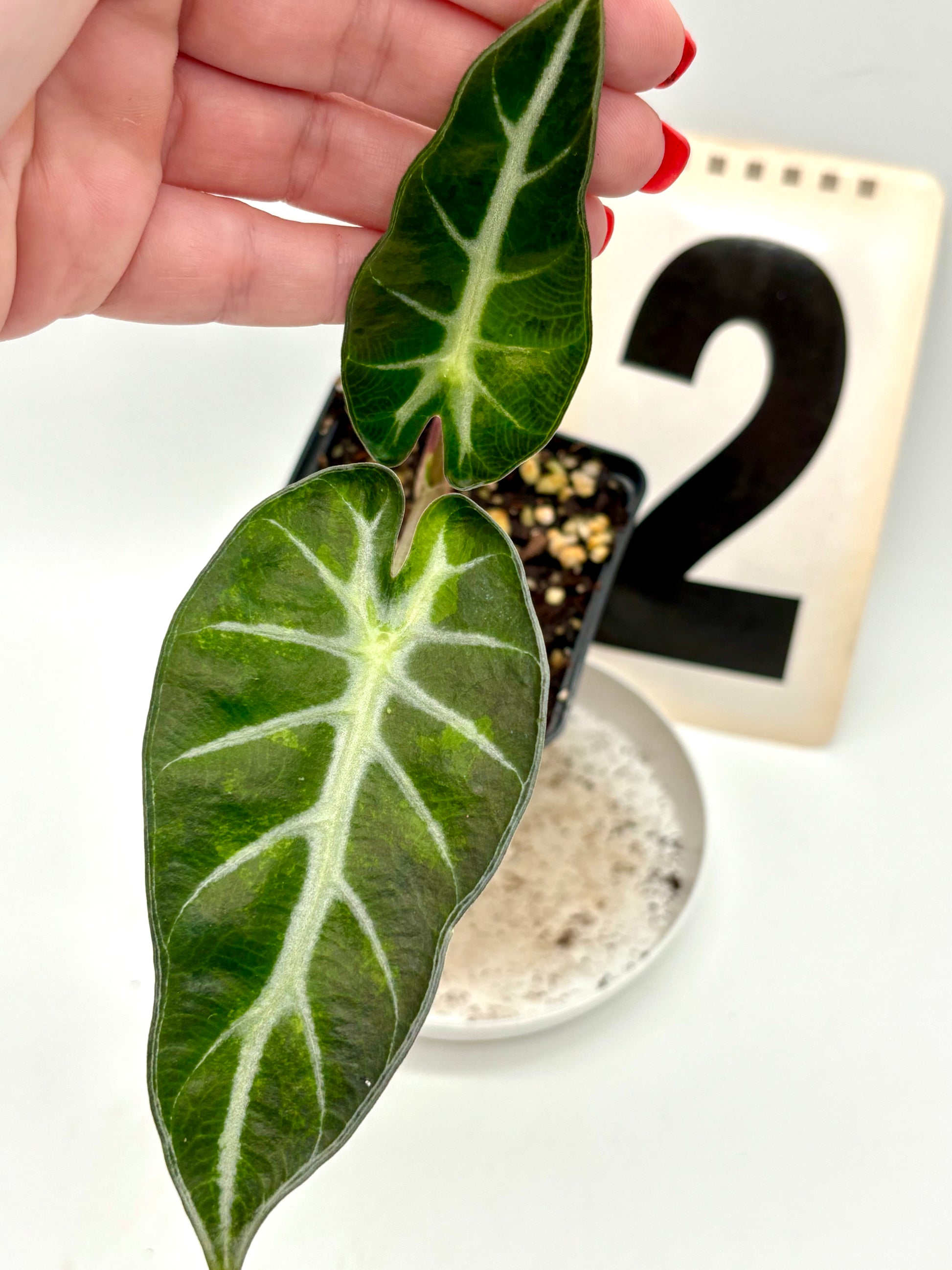 Alocasia Bambino Aurea Variegata