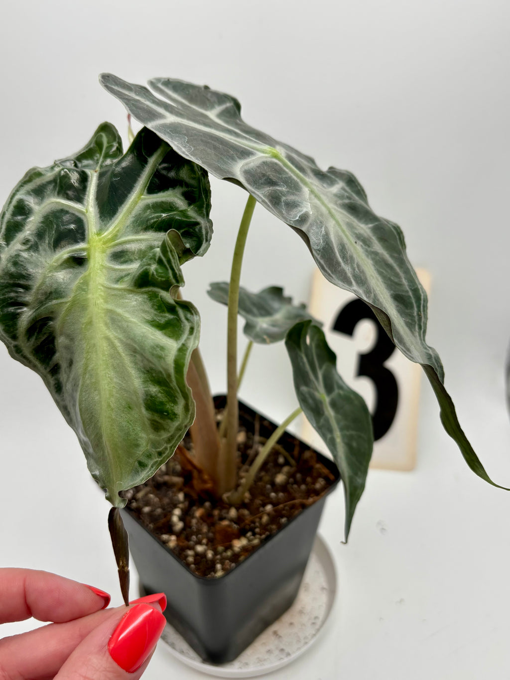 Alocasia Venom