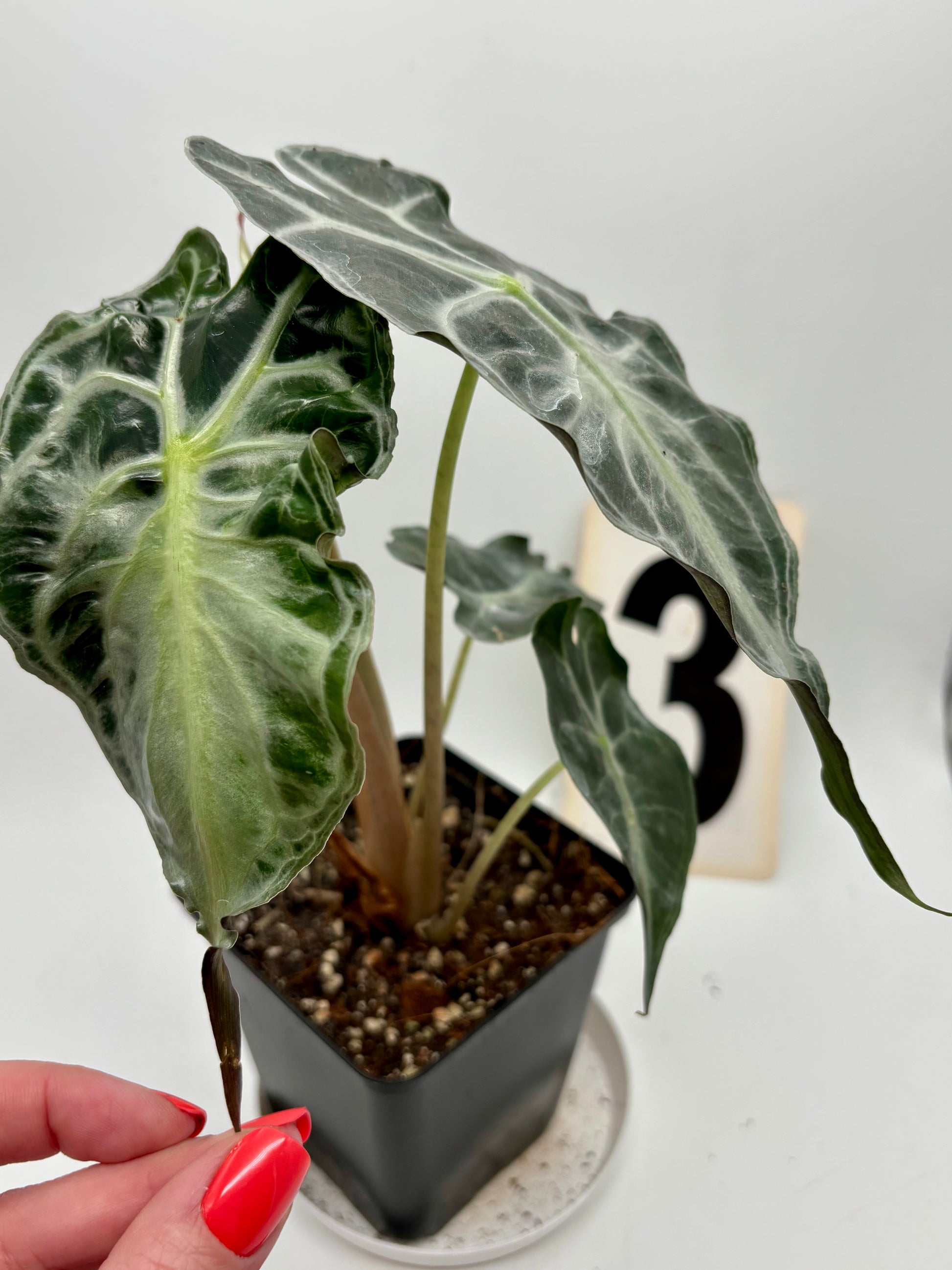 Alocasia Venom