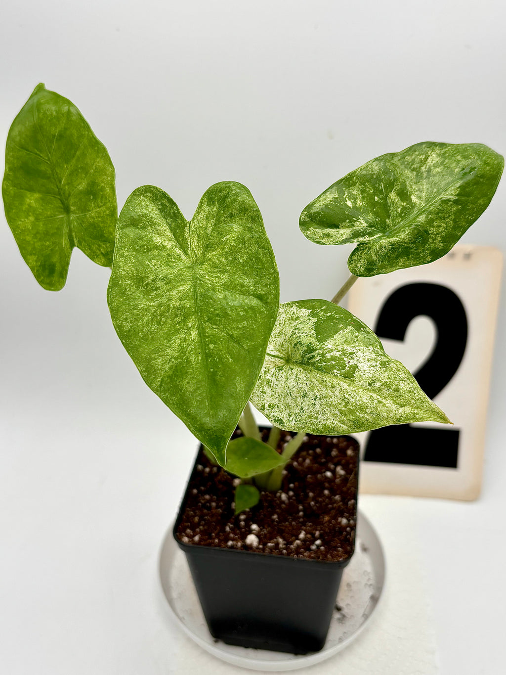 Alocasia Odora Batik