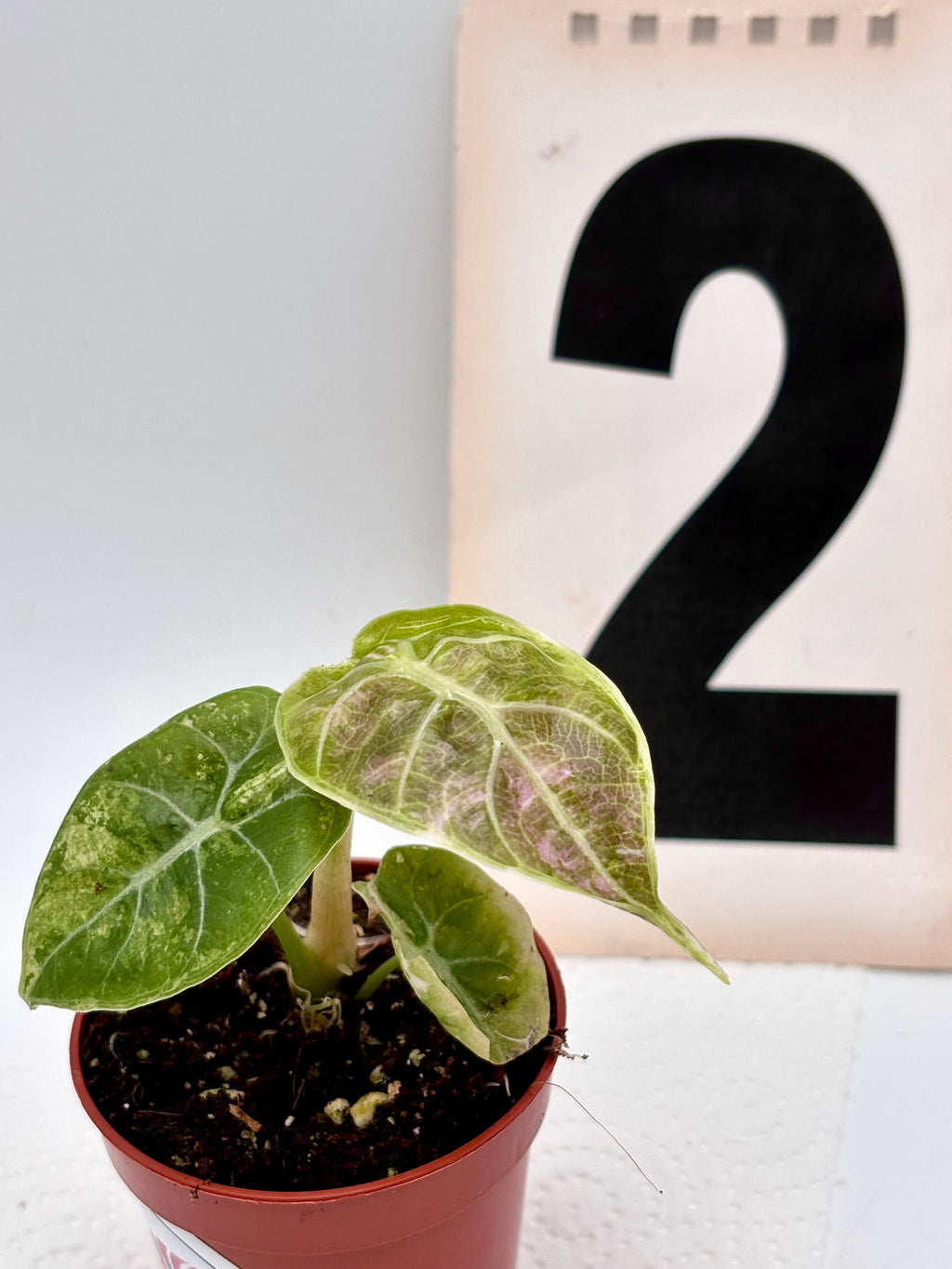 Alocasia Watsoniana Doff Variegata