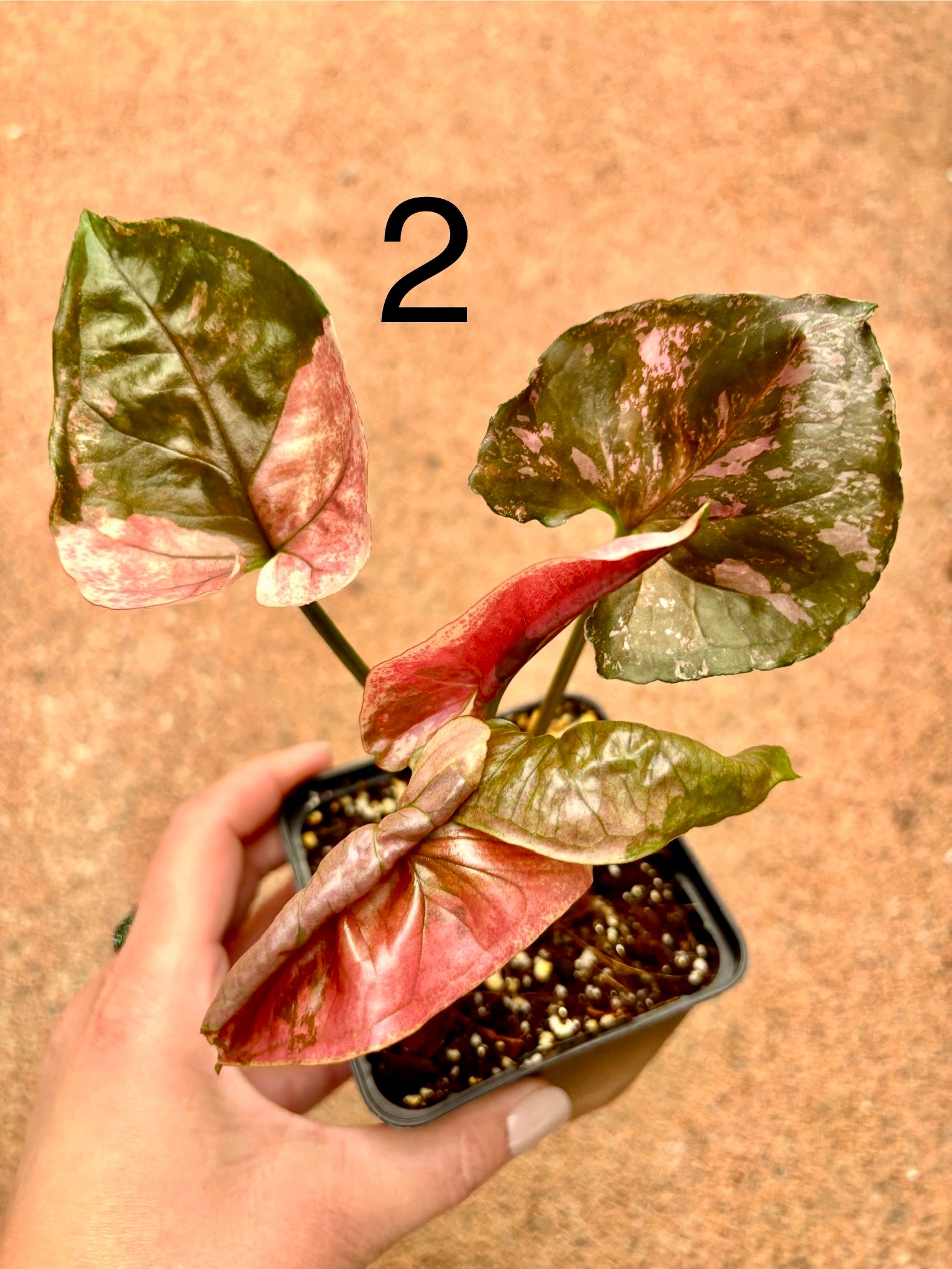 Syngonium Strawberry Ice Galaxy Pflanze mit grün-weißen Blättern, exotisch und dekorativ, von Exotic-Flowers.