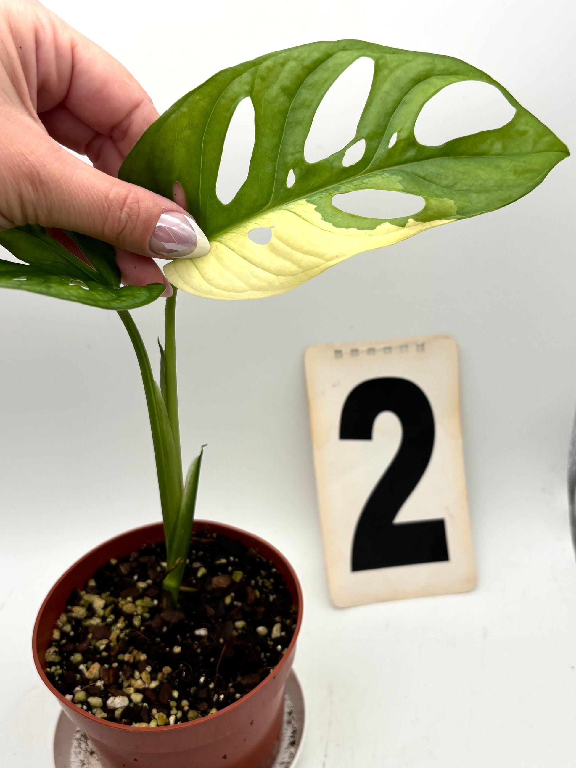 Monstera Adansonii Variegata