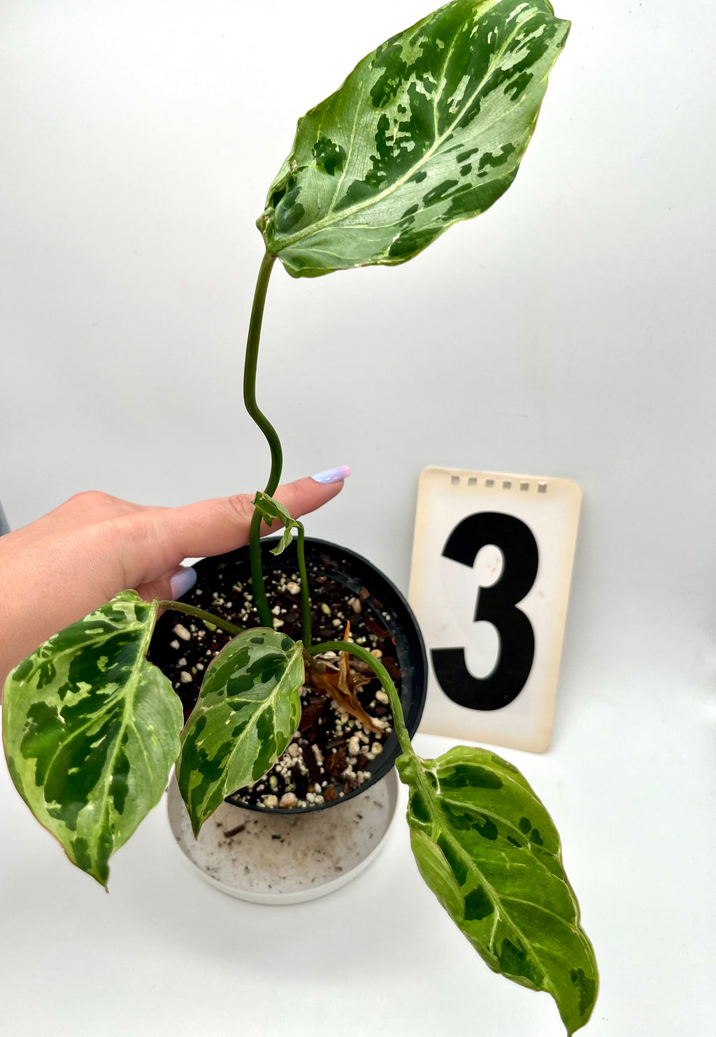 Philodendron Gloriosum Variegata