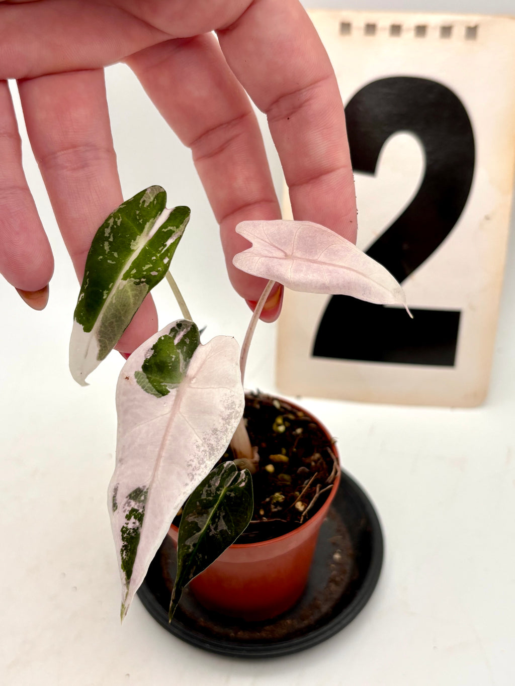 Alocasia Bambino Variegata