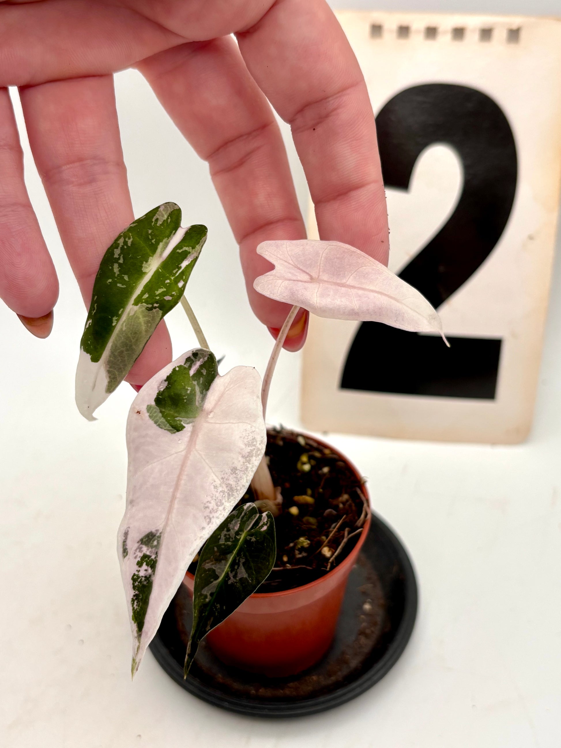 Alocasia Bambino Variegata