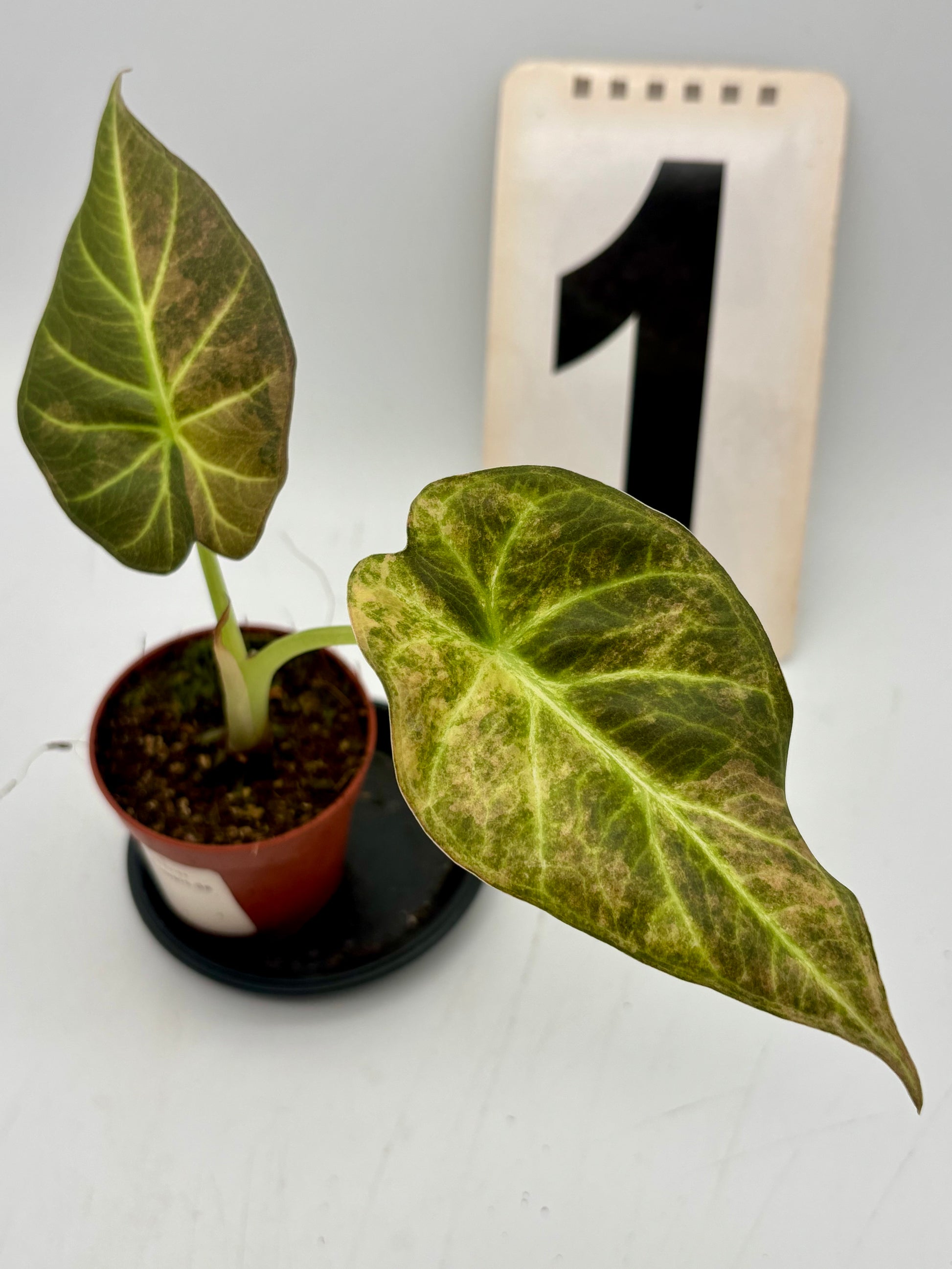 Alocasia Regal Shield Aurea Variegata Pflanze mit großen, grünen Blättern und gelben Variegationen, auf einem hellen Hintergrund zu sehen