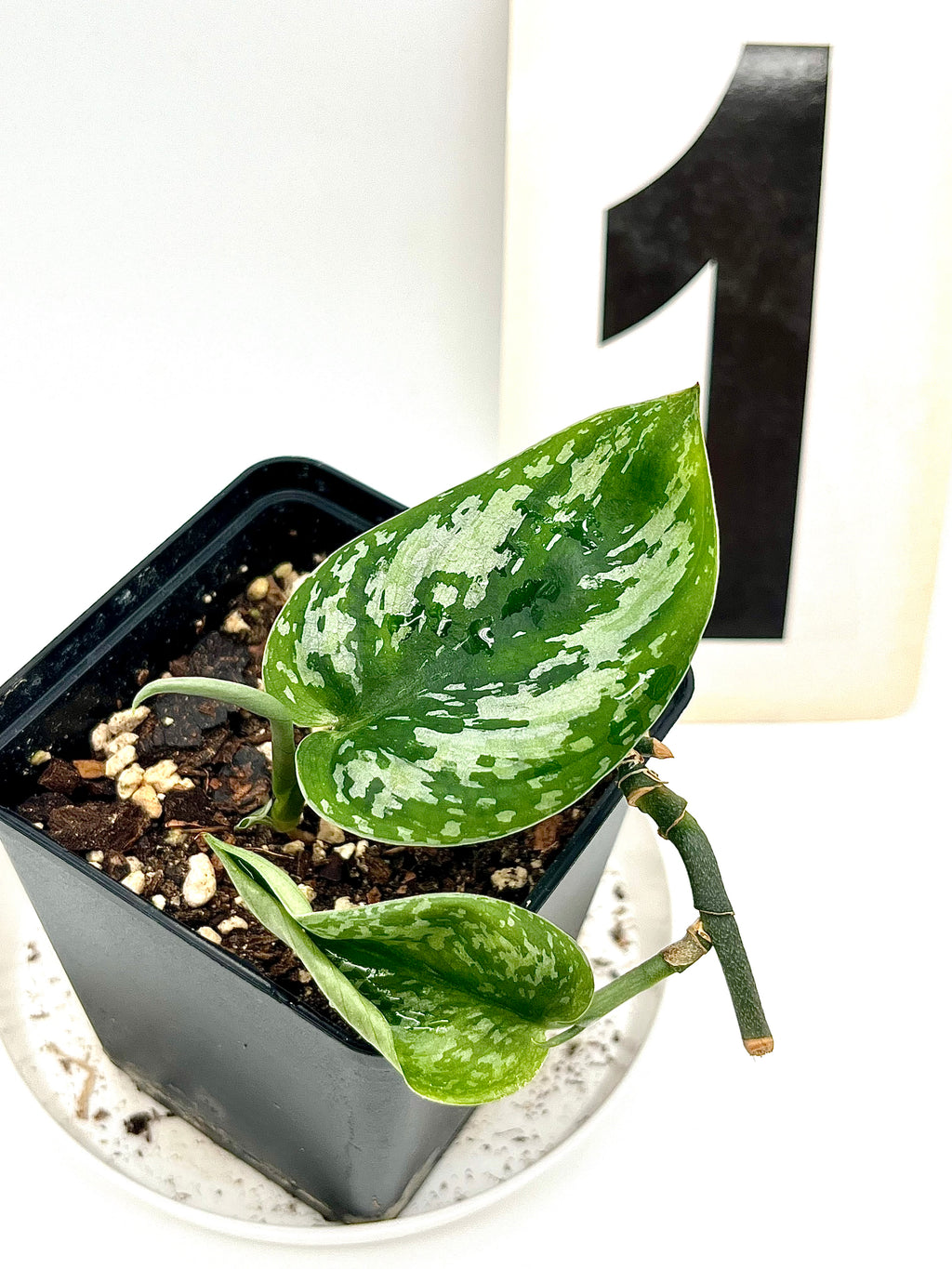 Scindapsus Pictus Tricolor