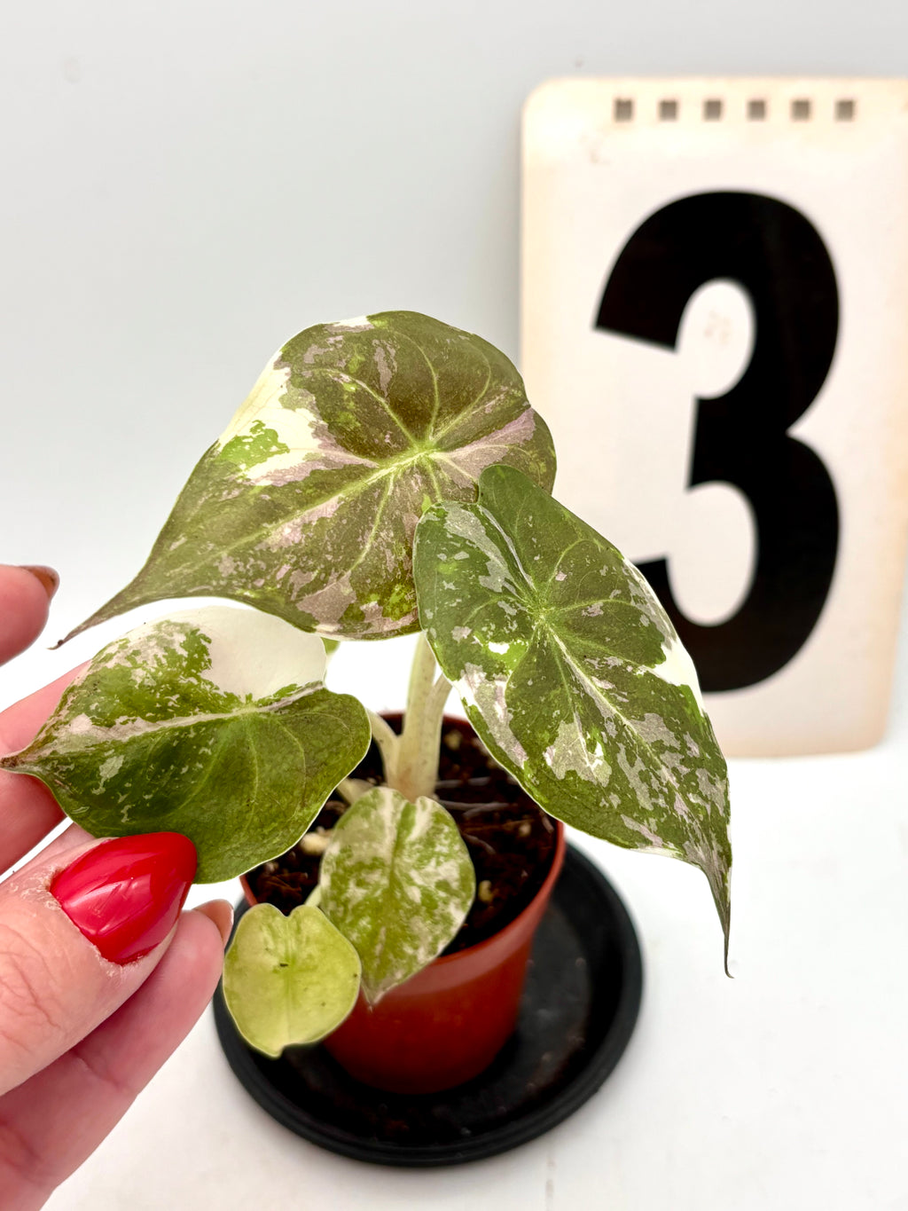 Alocasia Wentii Albo mit weißen und rosa variegierten Blättern, Zimmerpflanze von Exotic-Flowers, Nahaufnahme der Blätter