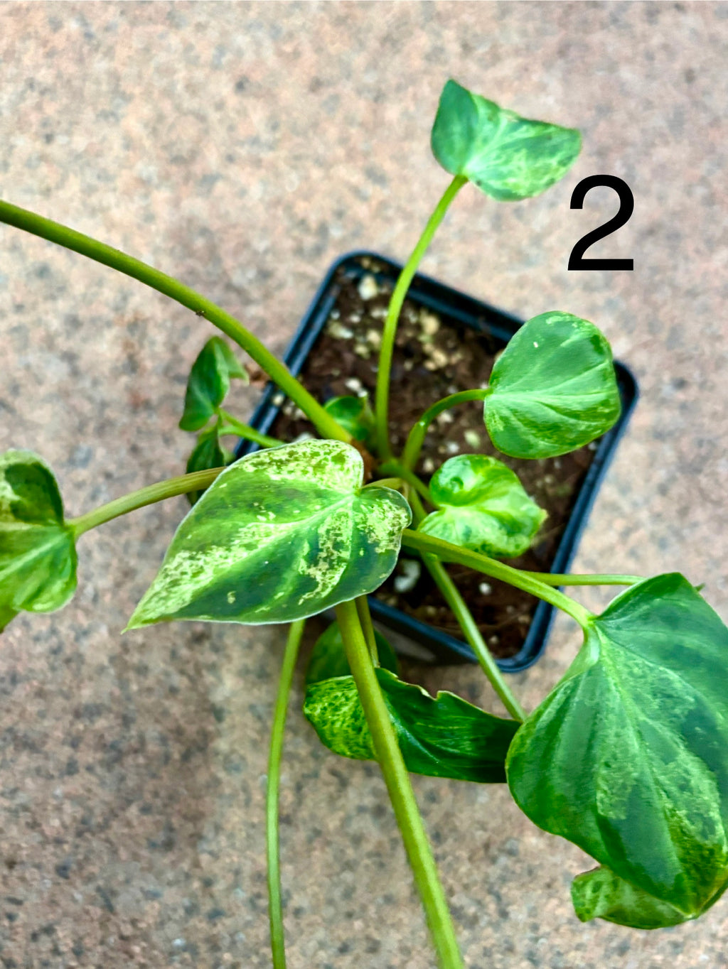 Philodendron Verrucosum Mint Variegata Pflanze mit großen grünen Blättern und weißen Variegationen, exotisch und dekorativ