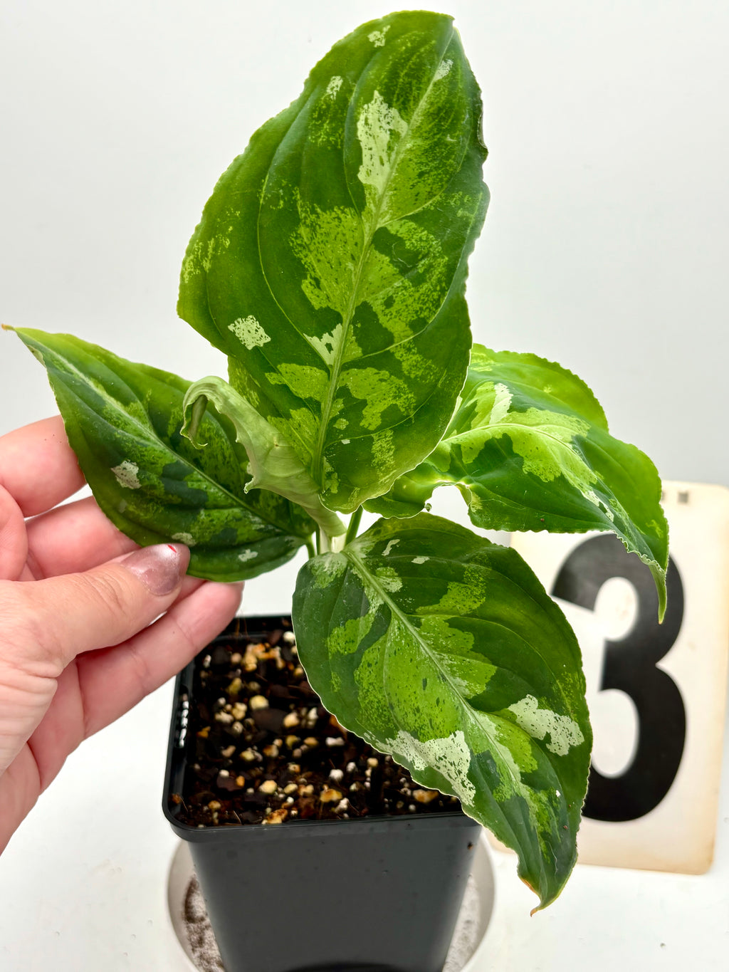 Bunte Aglaonema Pictum Tricolor Pflanze von Exotic-Flowers mit grünen, roten und silbernen Blättern, Nahaufnahme der Blätter