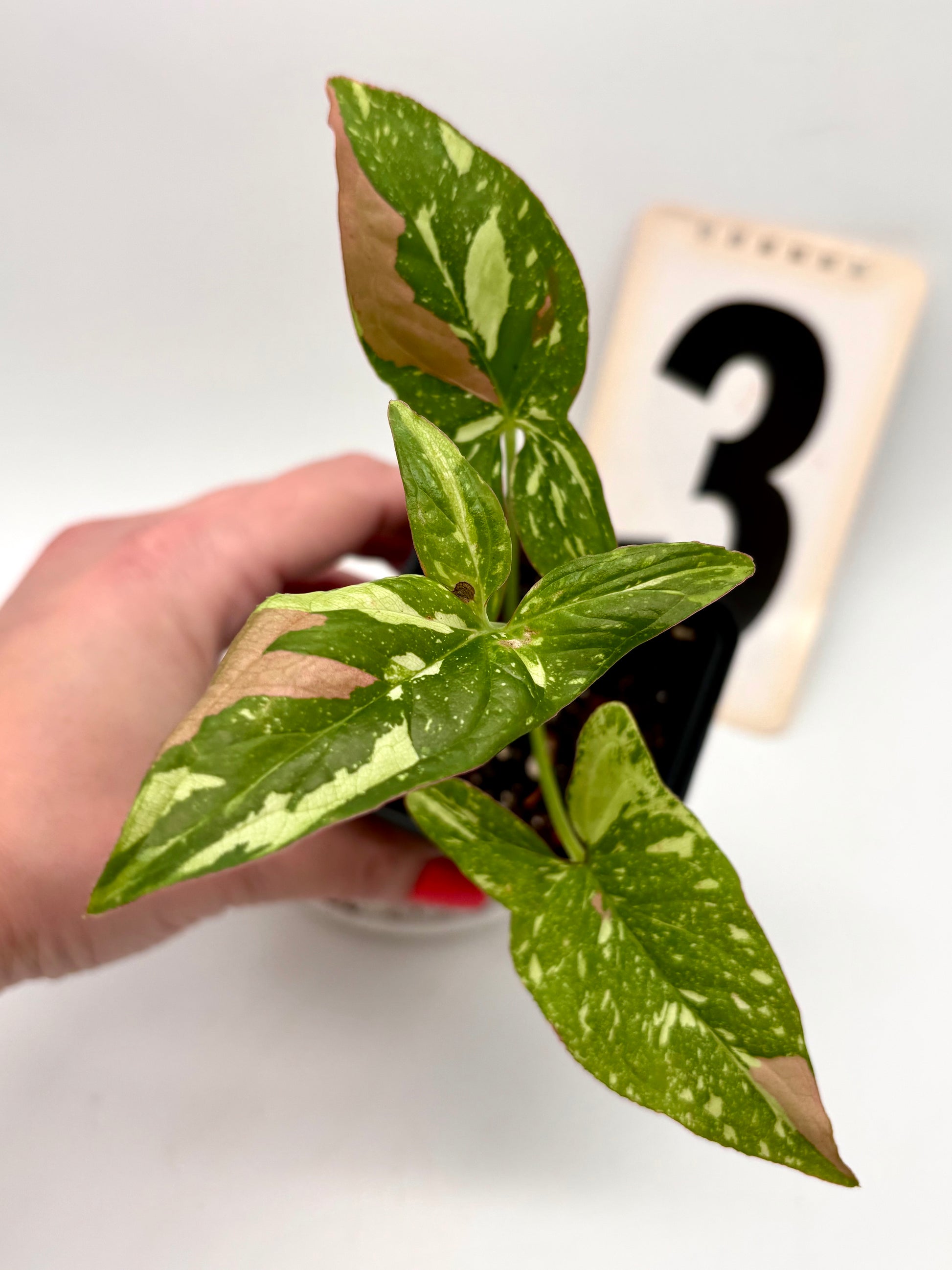 Syngonium Red Spot Tricolor